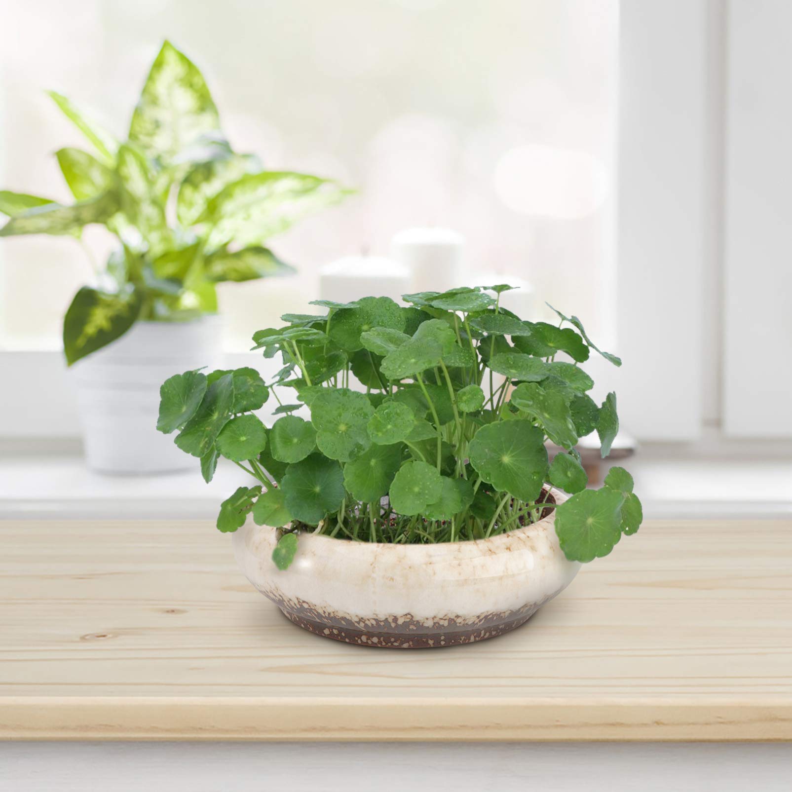Unique Ceramic Vessel Planter for Aquatic Plants | Handcrafted Textured Home Decor | Perfect for Indoor Herb Gardens, Office Decor & Zen Water Features