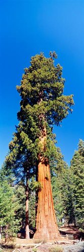 Peel & Stick Wall Mural - Sequoia National Park California USA Landscape Wallpaper (12x36 inches) | Easy DIY Home Decor for Living Room, Bedroom, Nursery