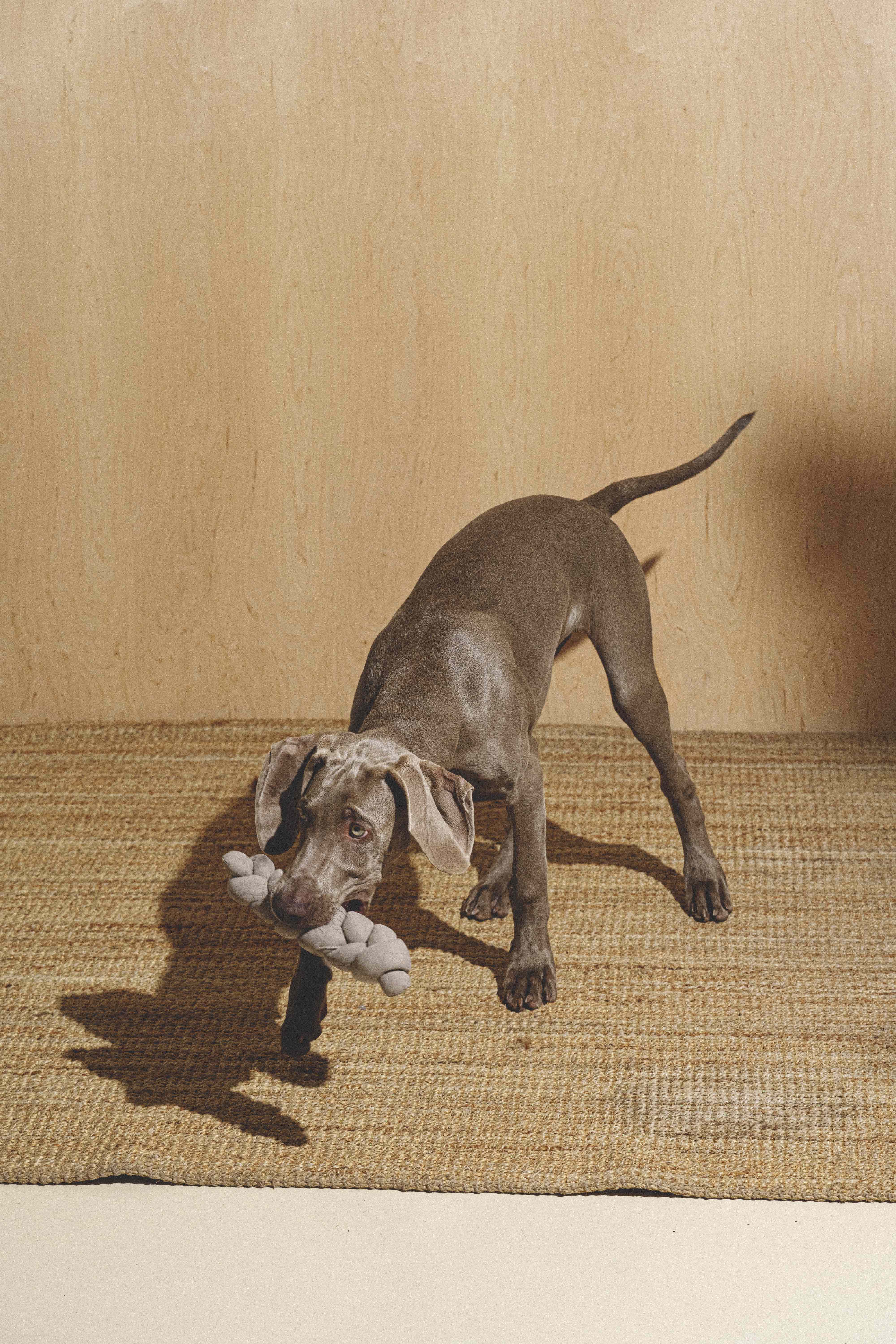 Durable Dog Chew Toy - Pony Krendelkony for Aggressive Chewers | Interactive Pet Toy for Small & Large Dogs | Perfect for Indoor & Outdoor Playtime