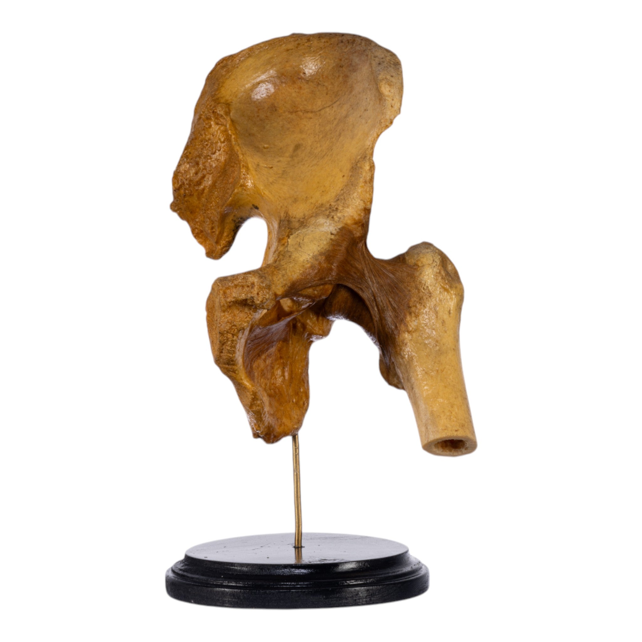 Authentic Human Left Hip Joint Anatomical Model on Display Stand - Ideal for Medical Education, Anatomy Study, and Surgical Training