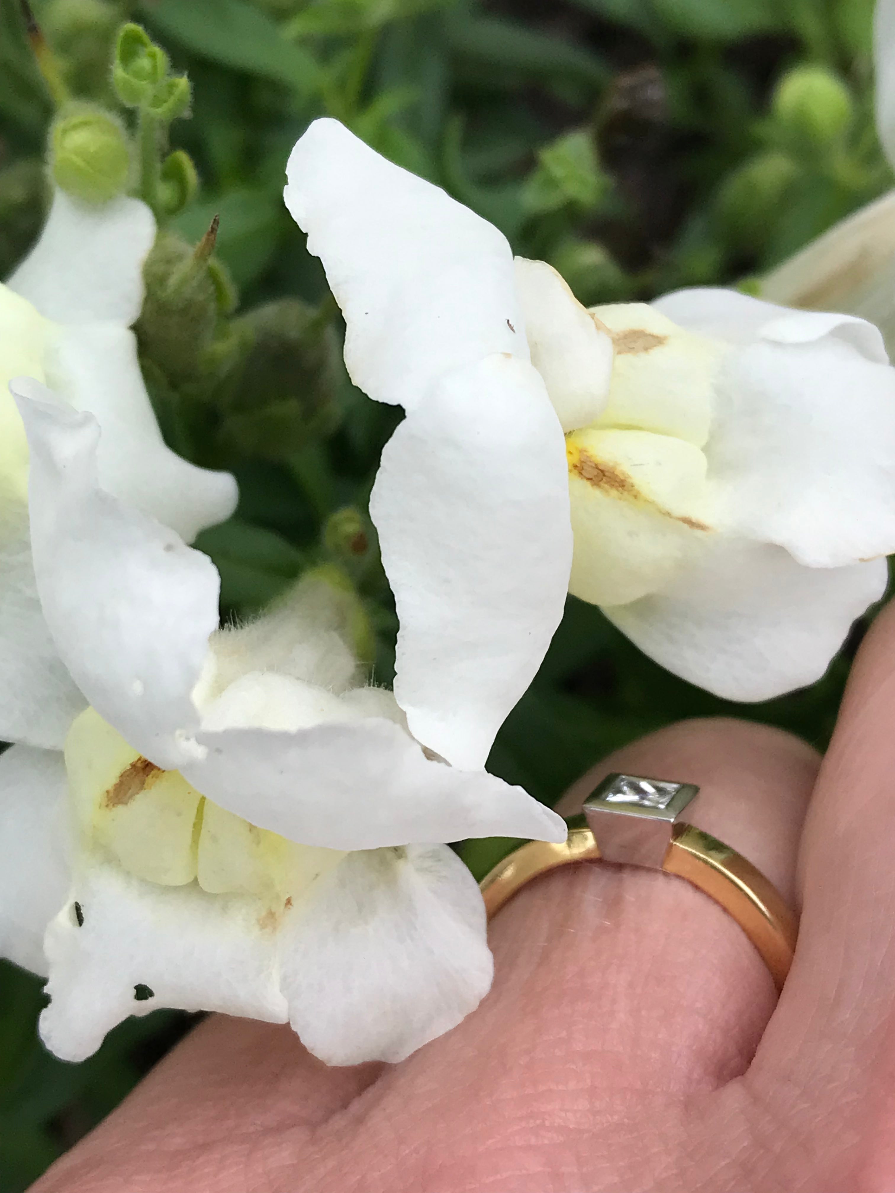 18ct Gold & Platinum Princess Cut 0.25ct Natural Diamond Engagement Ring - Perfect for Proposals, Weddings & Anniversary Gifts