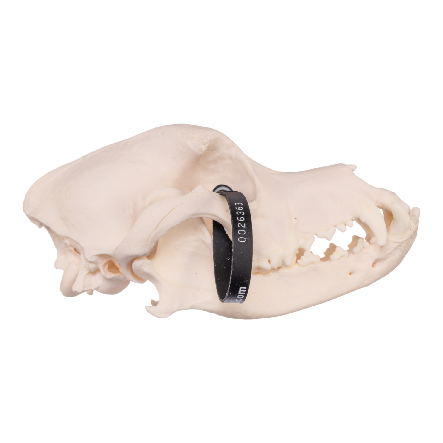 Authentic Rottweiler Dog Skull - Real Domestic Canine Bone Specimen for Veterinary Study, Taxidermy & Gothic Decor | Perfect for Halloween, Oddity Collections & Educational Displays