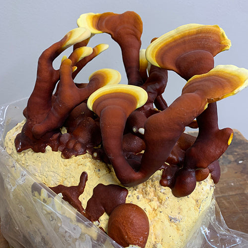 Premium Midwest Grow Kits - 5lb Red Reishi Mushroom Growing Kit for Home Cultivation | Organic Mushroom Spawn | Indoor/Outdoor Fungi Farm | Perfect for Health Supplements, Cooking & DIY Projects