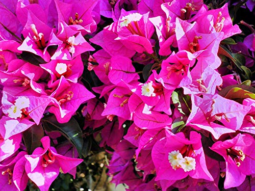 Exotic Pink Bougainvillea Flower Laminated Poster - 20x30 Inch Vibrant Wall Art for Home Decor, Living Room, Bedroom & Office - Perfect for Framing & Gifts