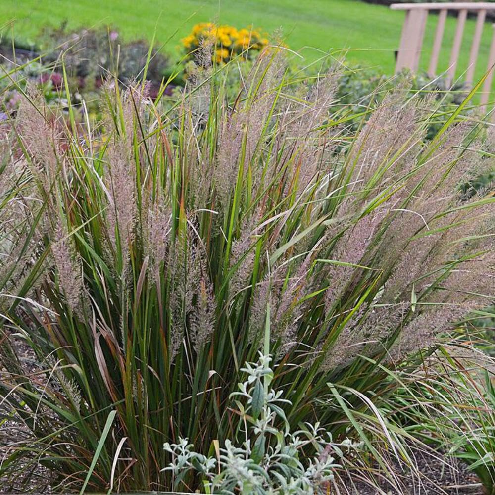 Perennial Farm Marketplace Calamagrostis brachytricha (Korean Feather Reed Grass) - #1 Container Size, Green Foliage Ornamental Grass for Landscaping, Garden Borders & Container Gardening