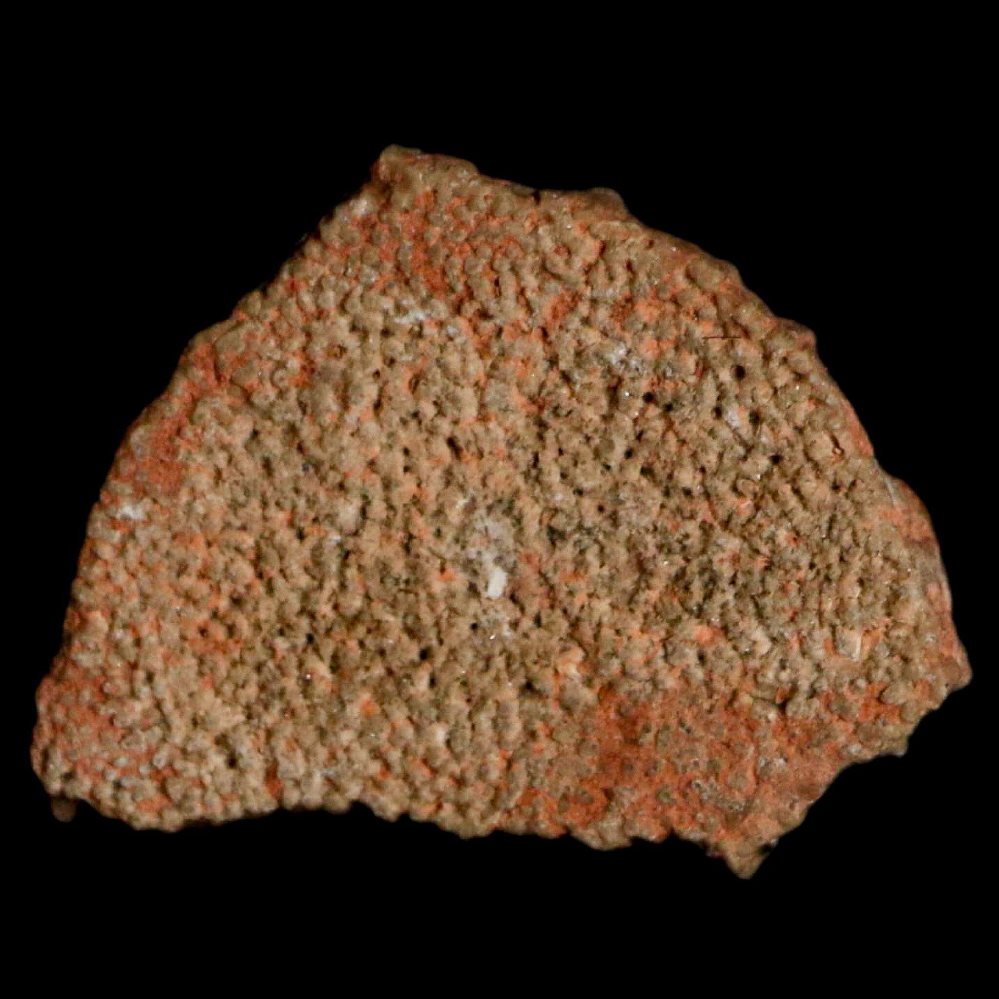 0.5 Megaloolithus Titanosaur Dinosaur Fossil Egg Shell from Bouches-du-Rhone, France - Rare Collectible Specimen for Paleontology Enthusiasts & Museum-Quality Display Decor