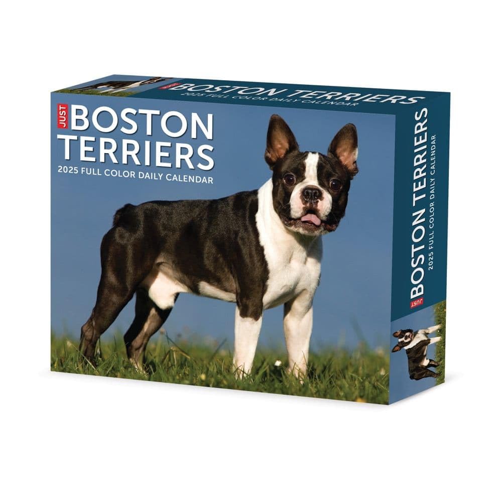Willow Creek Press 2025 Boston Terriers Desk Calendar | Cute Dog Lover Gift | Office, Home & School Organization Planner