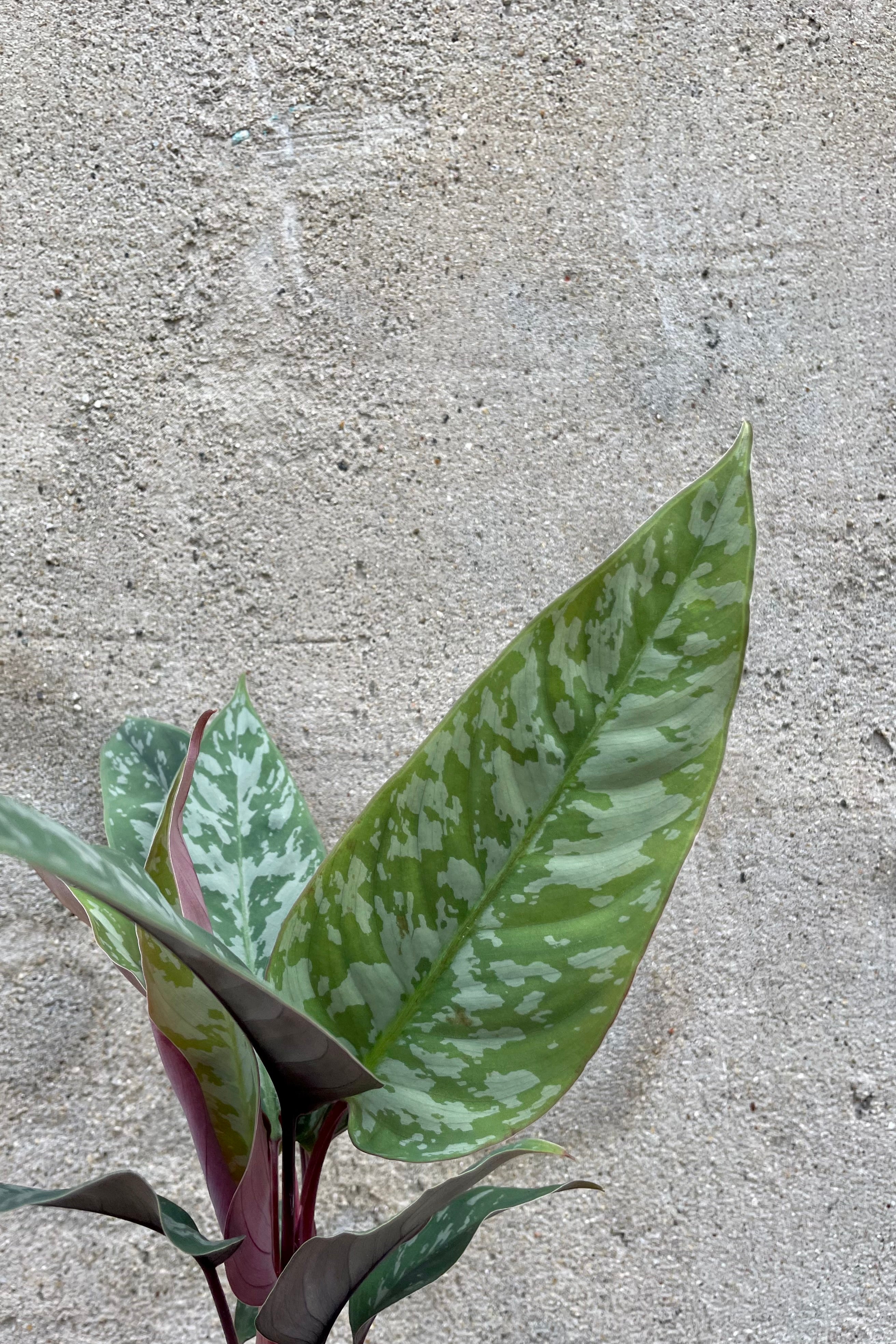Apoballis Acuminatissima 'Lavallaei' - Rare Tropical Houseplant for Indoor Gardens | Perfect for Home Decor, Office Spaces & Plant Enthusiasts