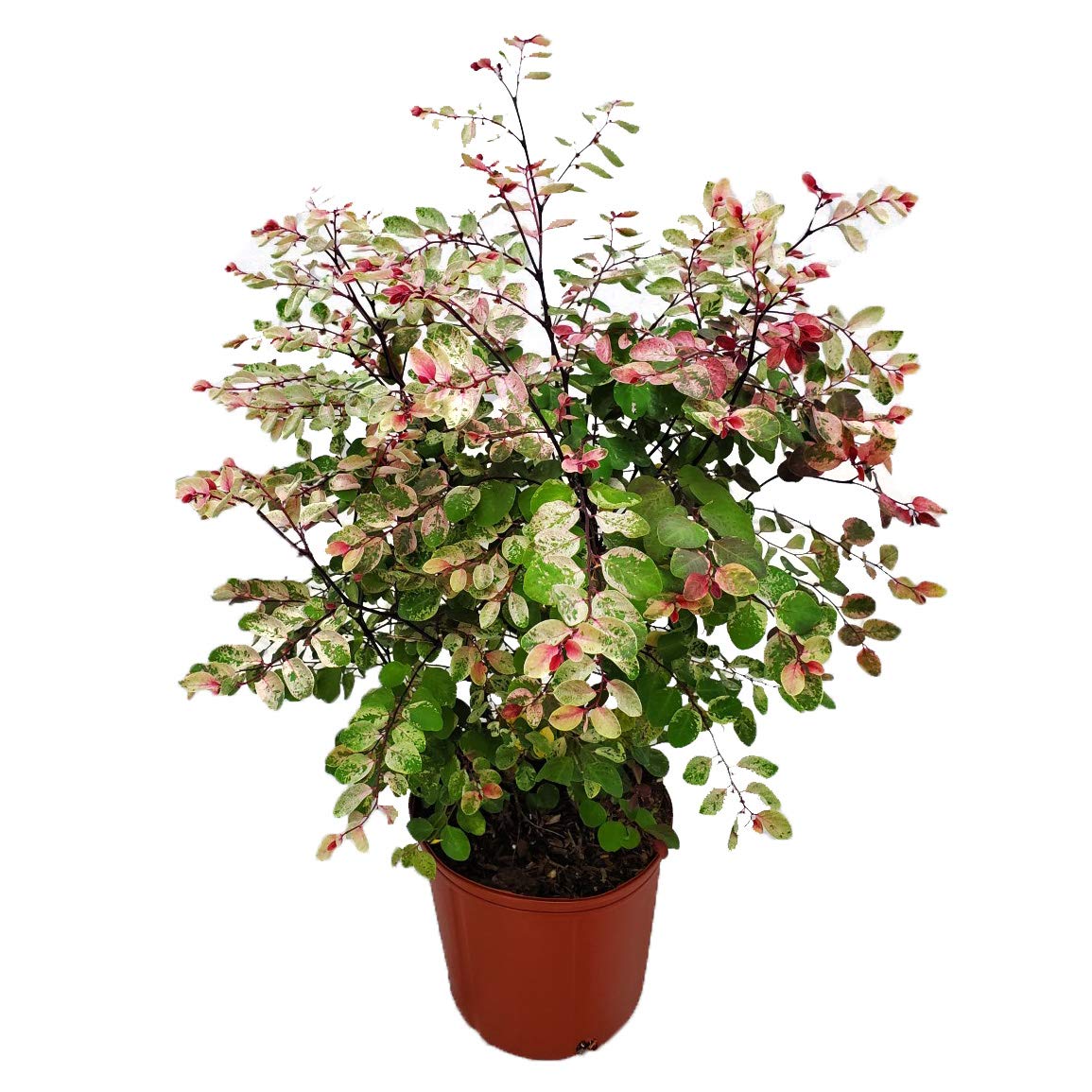 Snow on The Mountain Live Flowering Plant - 20