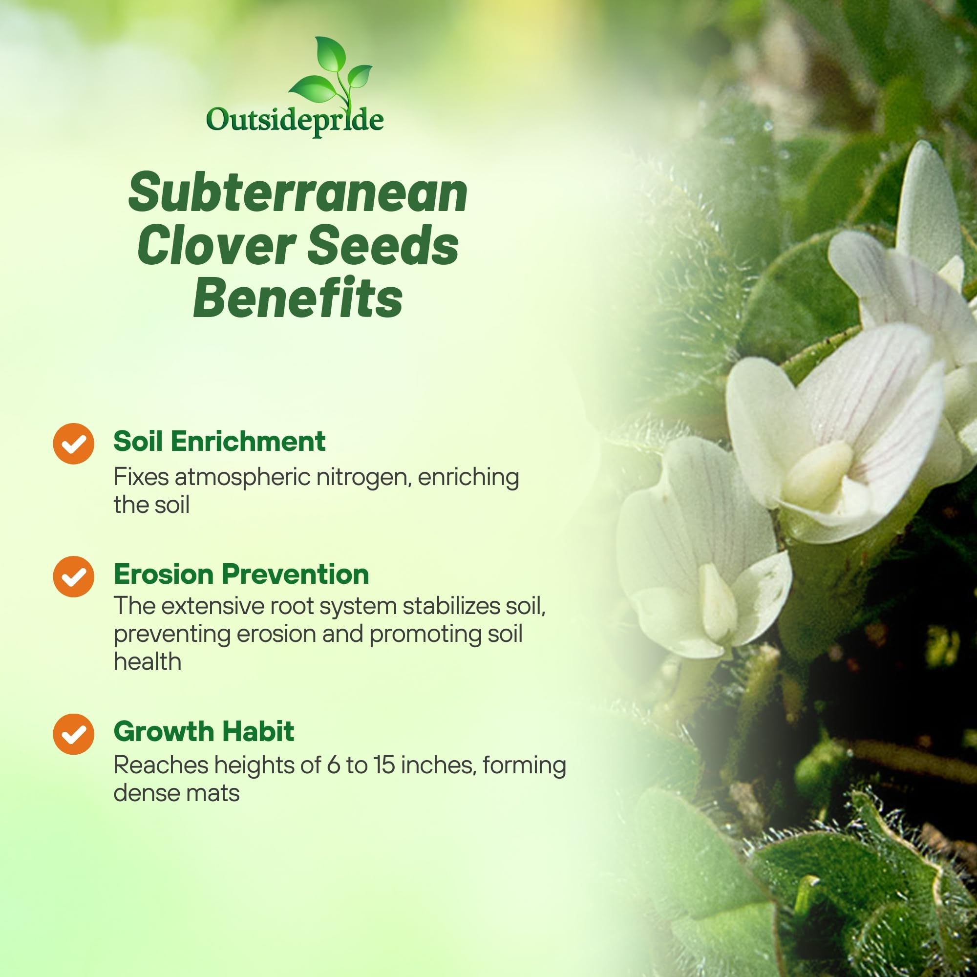 Outsidepride Annual Subterranean Clover Seeds for Lawn - 50 lbs. Cold Hardy, Nitrogen-Fixing Cover Crop Seeds for Pasture, Forage & Ground Cover | Soil Improvement & Wildlife Grazing | Perfect for Pastures, Gardens & Erosion Control