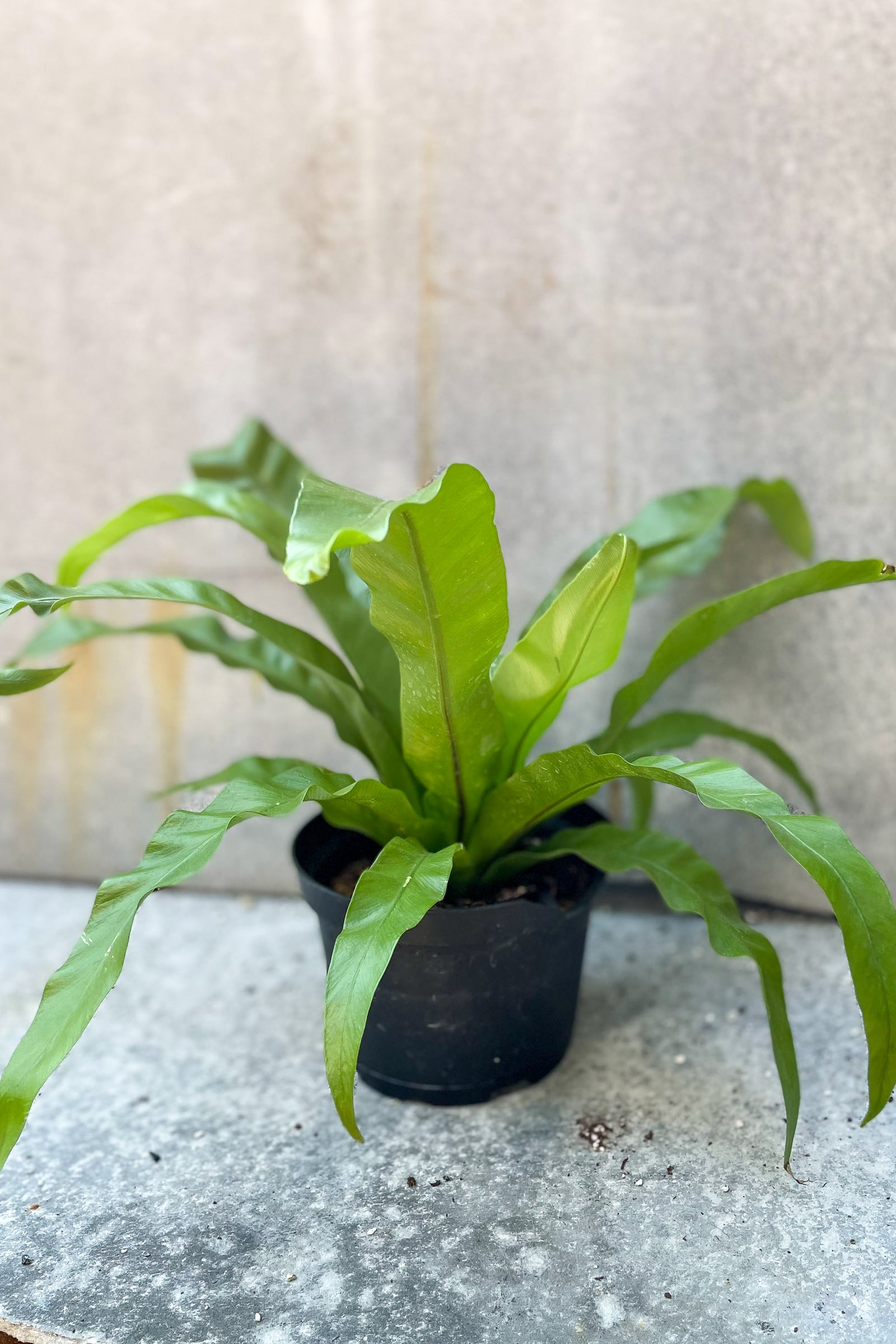 Japanese Bird's Nest Fern (Asplenium nidus) - 6