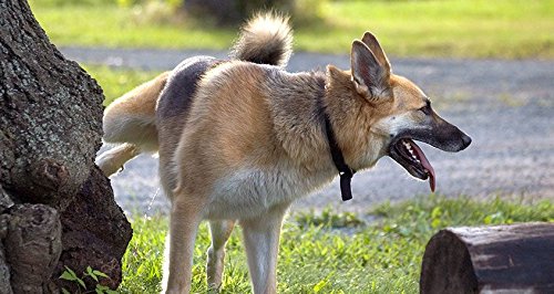 Premium Dog Urinary Tract Support Chews - Natural Urinary Health Supplement for Dogs - 3 Bottles (270 Treats) - Supports Bladder Function & UTI Prevention - Ideal for Senior Dogs & Pets with Urinary Issues