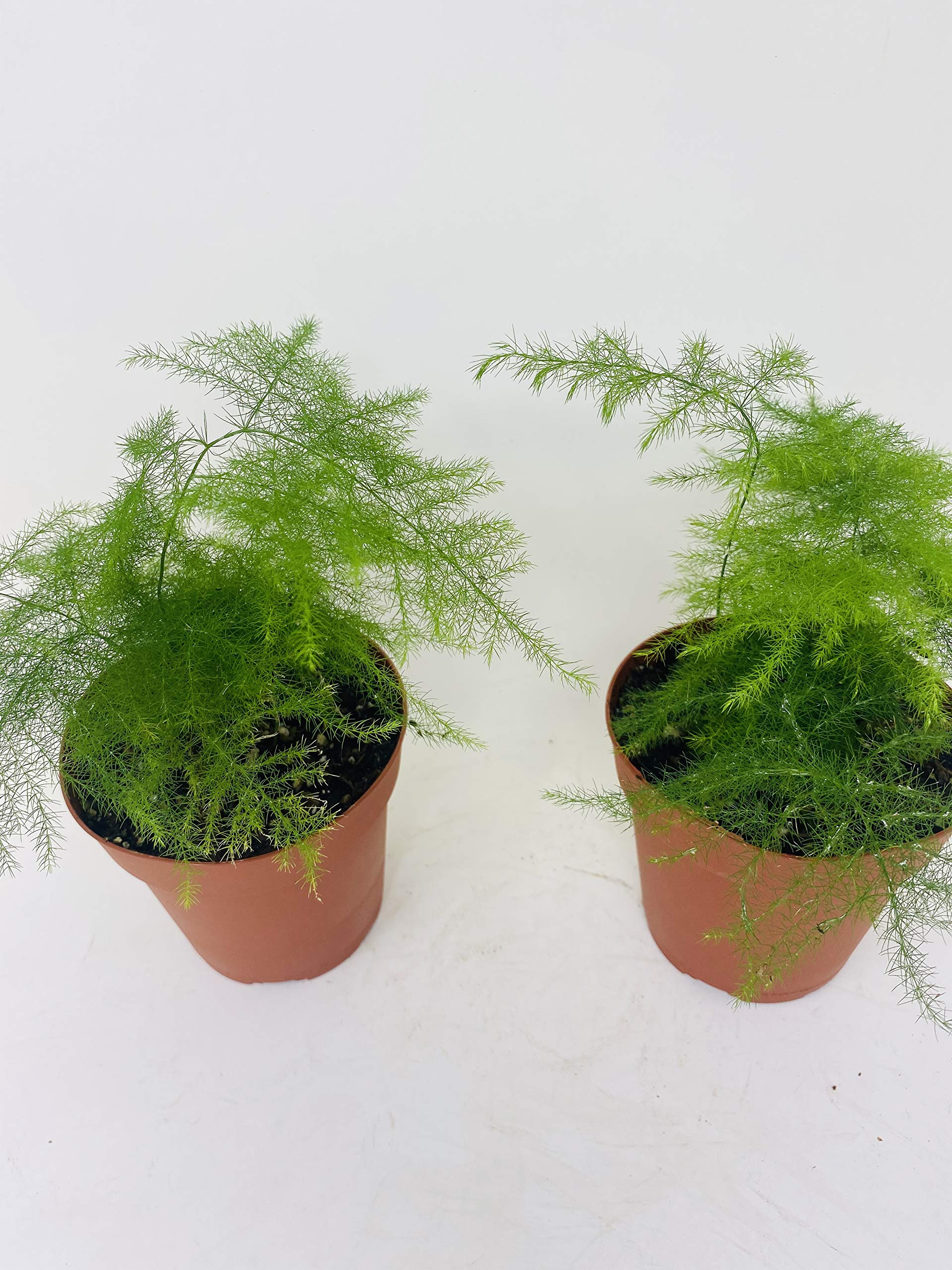 Two Fern Leaf Plumosus Asparagus Fern - 4 Inch Pot - Easy to Grow Indoor Houseplant - Perfect for Home Decor, Office Plants & Gift Ideas