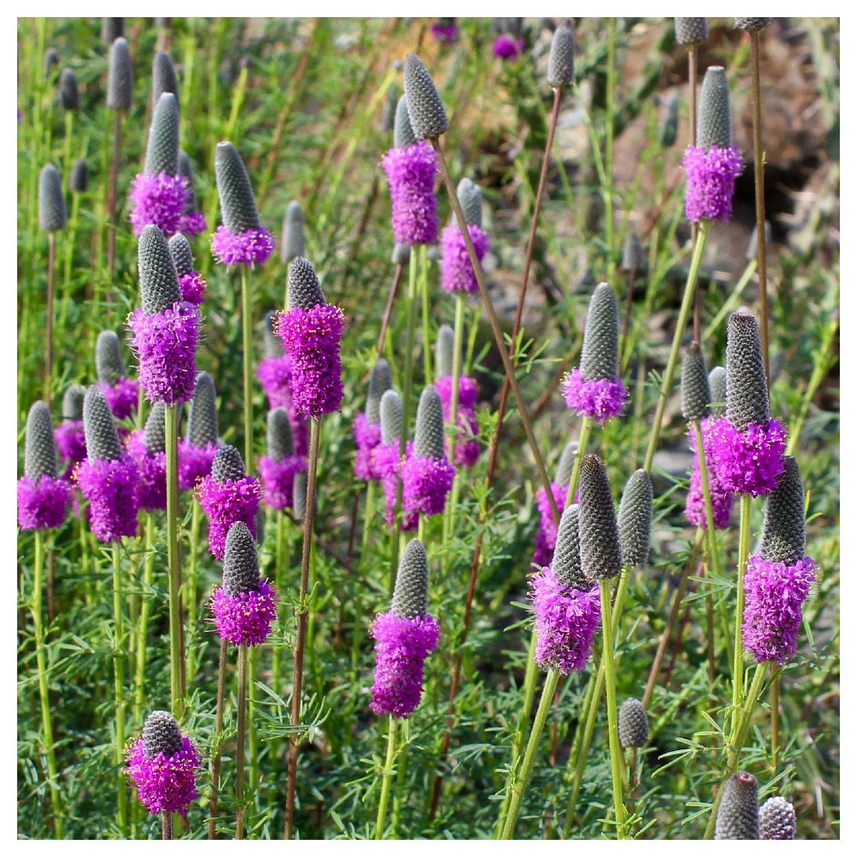 Everwilde Farms - 1/4 Lb Purple Prairie Clover Native Wildflower Seeds - Gold Vault Packaging - Attracts Pollinators & Enhances Landscapes - Perfect for Gardens, Meadows & Restoration Projects