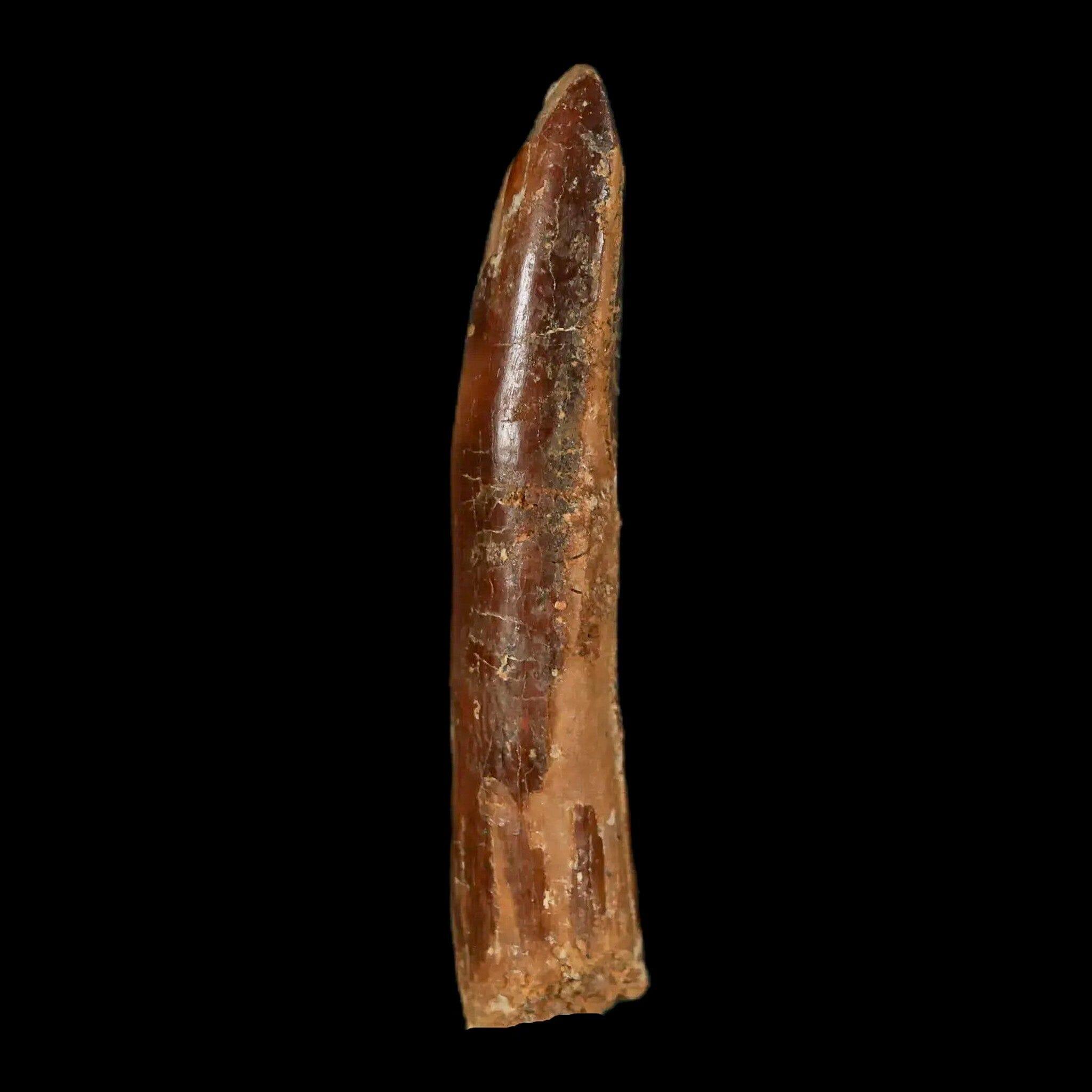 2 Authentic Rebbachisaurus Sauropod Dinosaur Fossil Teeth - Early Cretaceous Period - Includes COA - Perfect for Paleontology Collections & Educational Displays