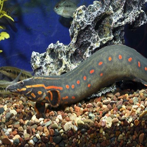 Fire Eel (Mastacembelus erythrotaenia) 13-15cm Freshwater Aquarium Fish - Perfect for Tropical Fish Tanks & Exotic Aquatic Displays
