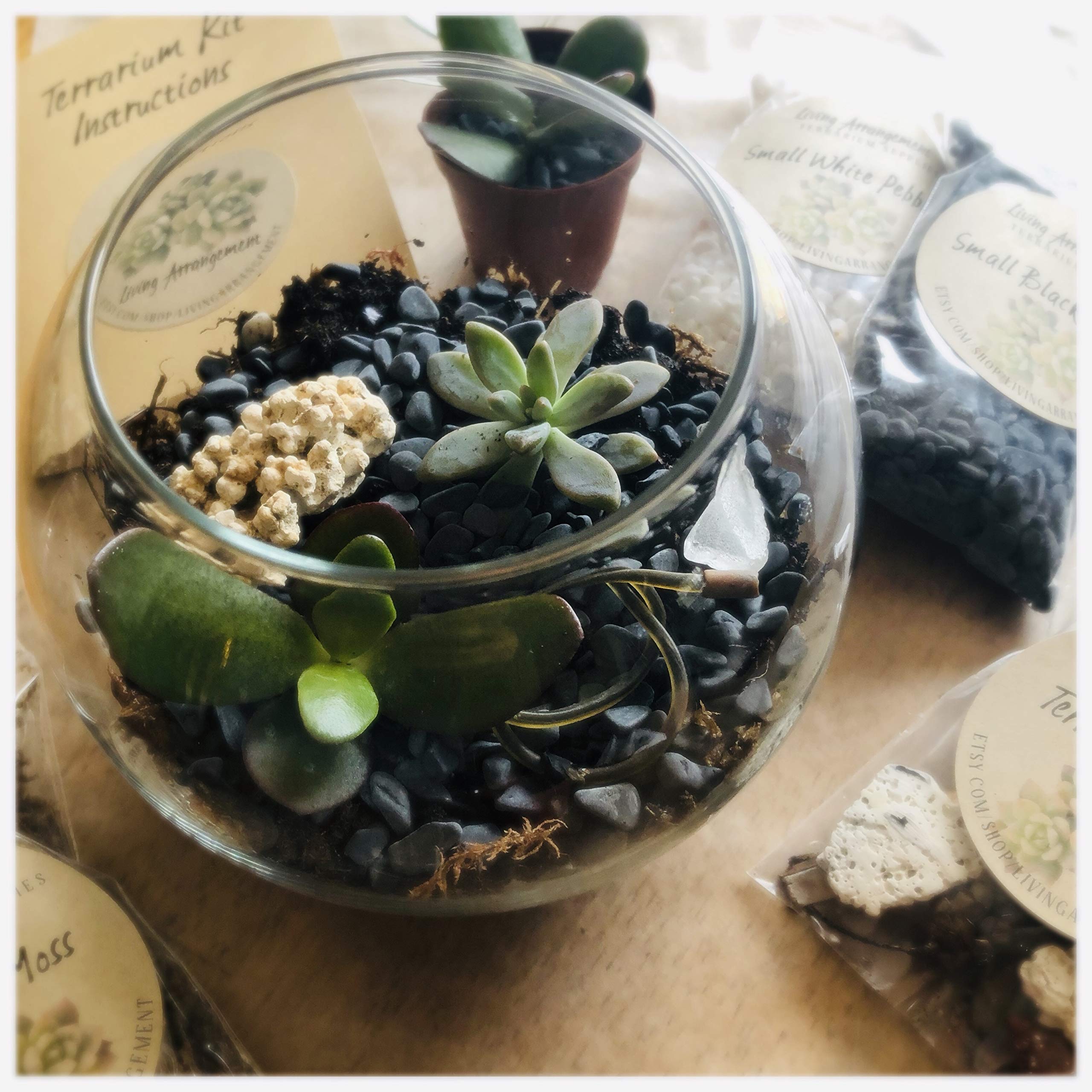 Complete DIY Terrarium Kit with Glass Jar, Plants & Decor - Create Your Own Mini Garden | Perfect for Home Decor, Office Desk & Gift Giving