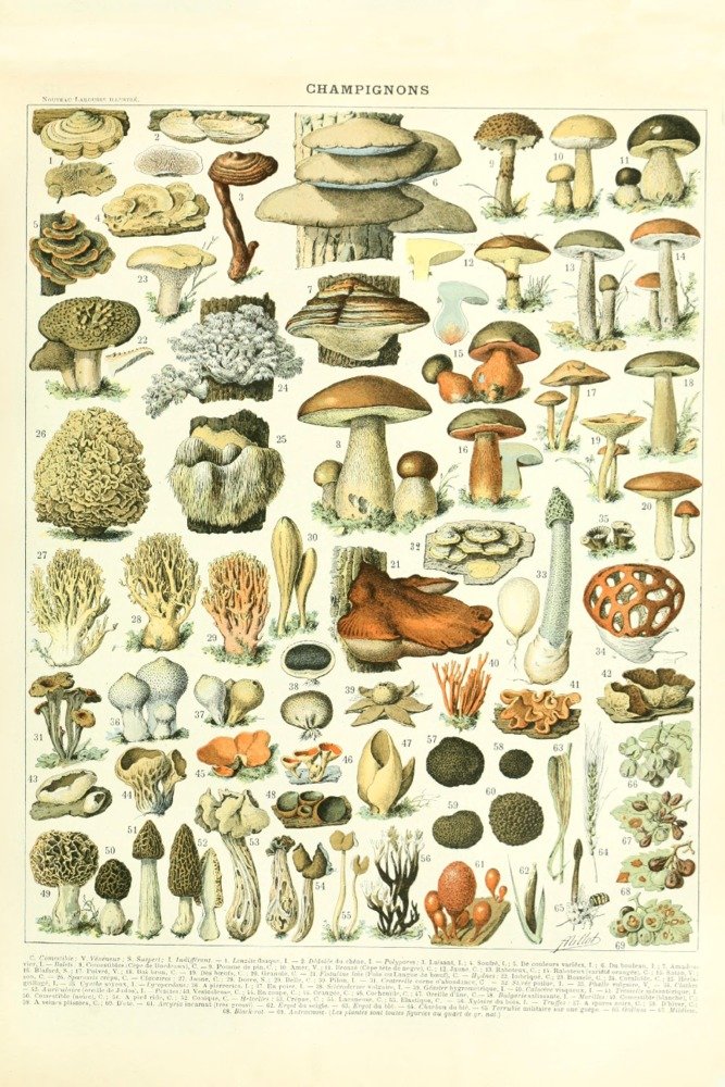 Vintage Adolphe Millot Mushroom Art Print - Signed 24x36 Wall Decor Poster | Botanical Illustration, Nature Artwork, Home & Office Decor