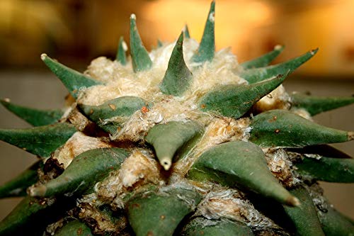 20x30 Inch Large Cactus Flower Laminated Poster - Vibrant Colors & High Resolution Wall Art for Home Decor, Office, Living Room, Bedroom - Fits Standard Picture Frames