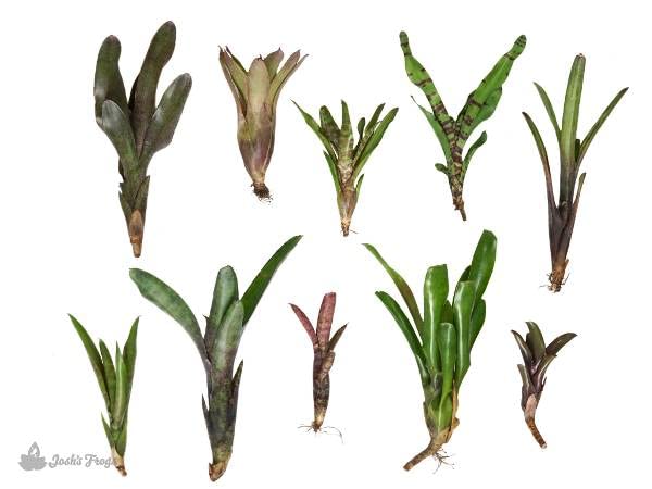 Josh's Frogs Bromeliad Bundle - 10 Live Air Plants for Terrariums, Vivariums & Home Decor | Easy-Care Tropical Houseplants for Reptile Habitats & Indoor Gardens
