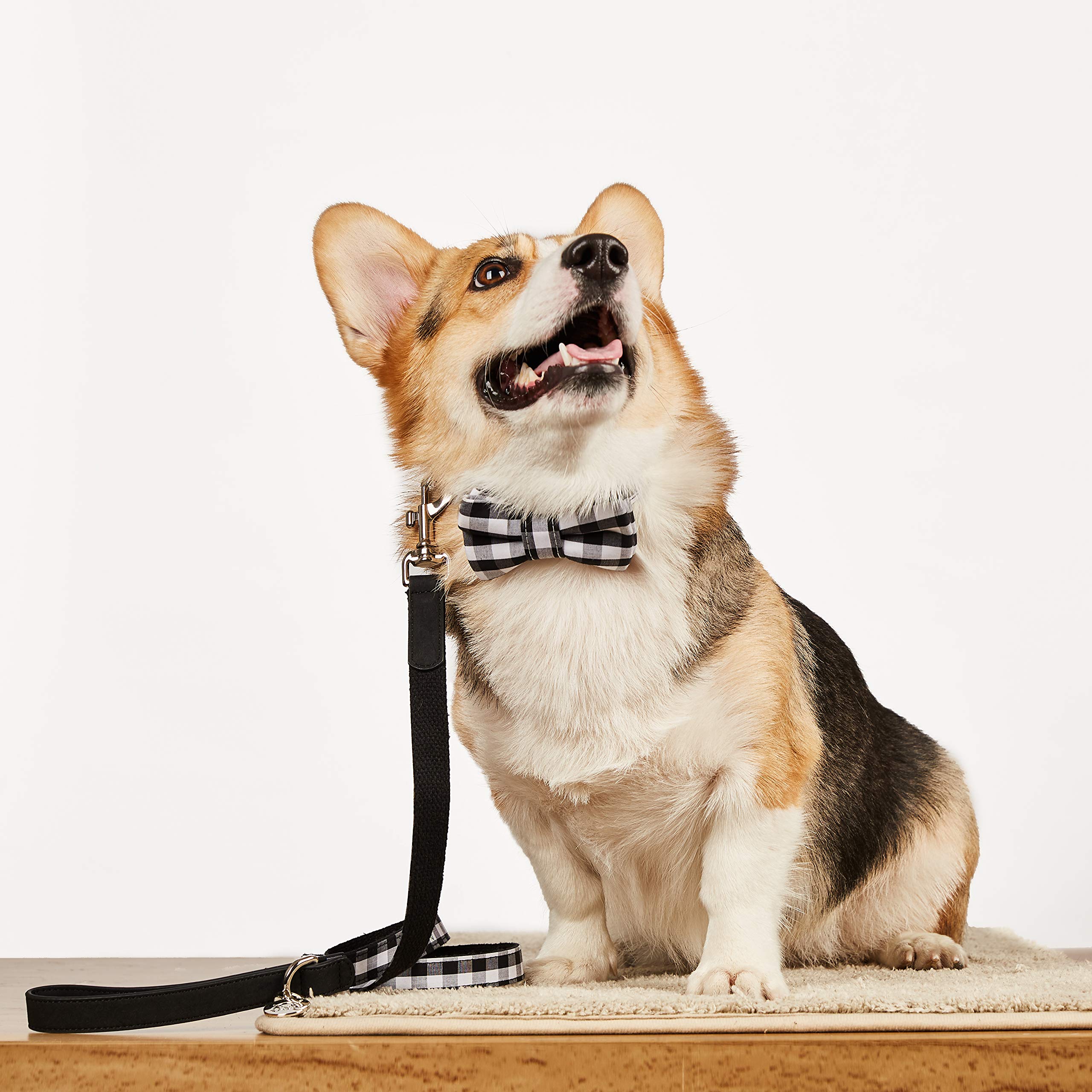 United Pups Modern Black Gingham Plaid Dog Collar with Adjustable Bow Tie & Matching Leash - Medium Size for Small to Medium Dogs | Perfect for Daily Walks, Pet Photos & Special Occasions