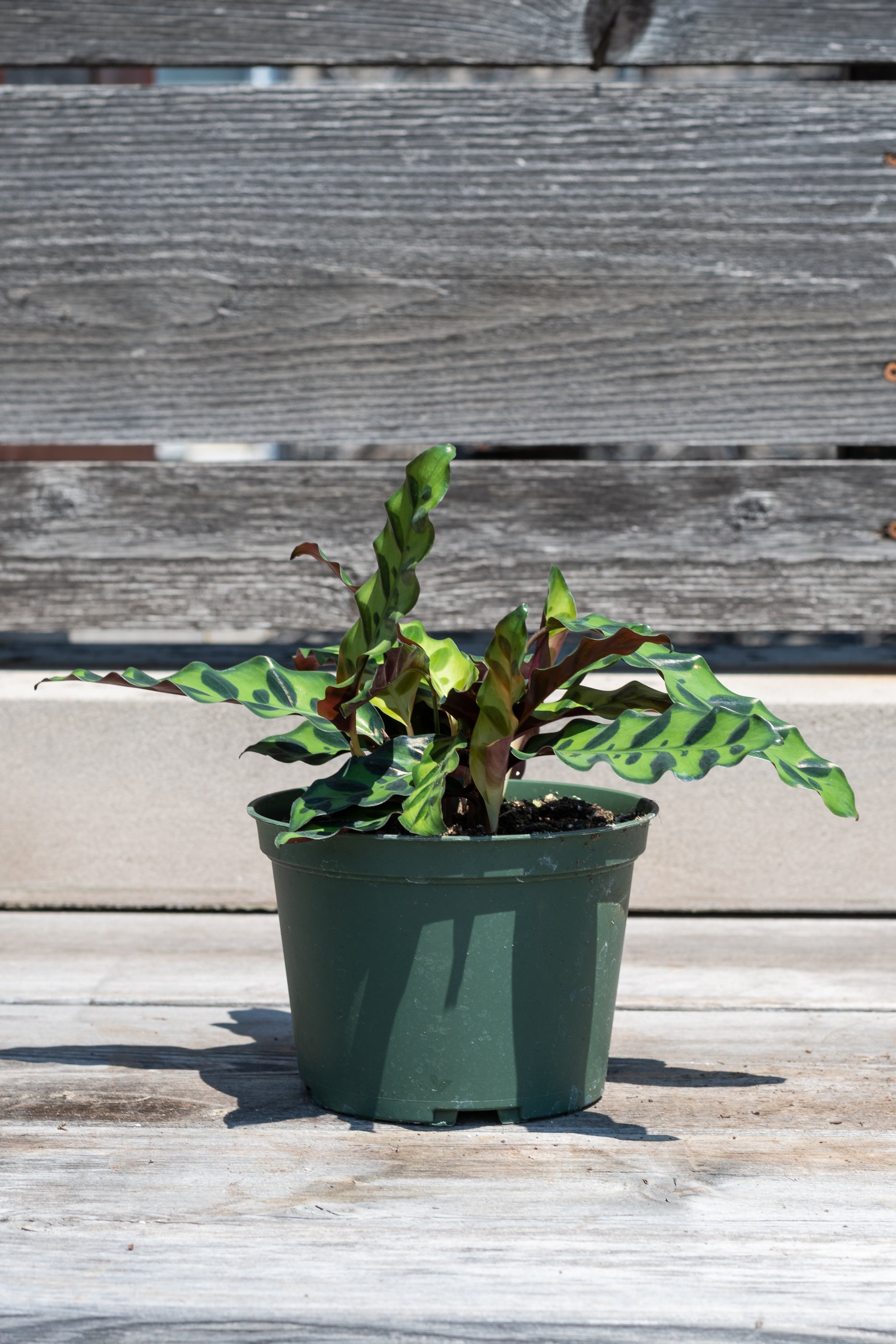 Calathea Lancifolia Rattlesnake Plant - 6 Inch Live Indoor Houseplant for Home & Office Decor | Perfect for Low Light Spaces, Air Purifying & Tropical Plant Lovers