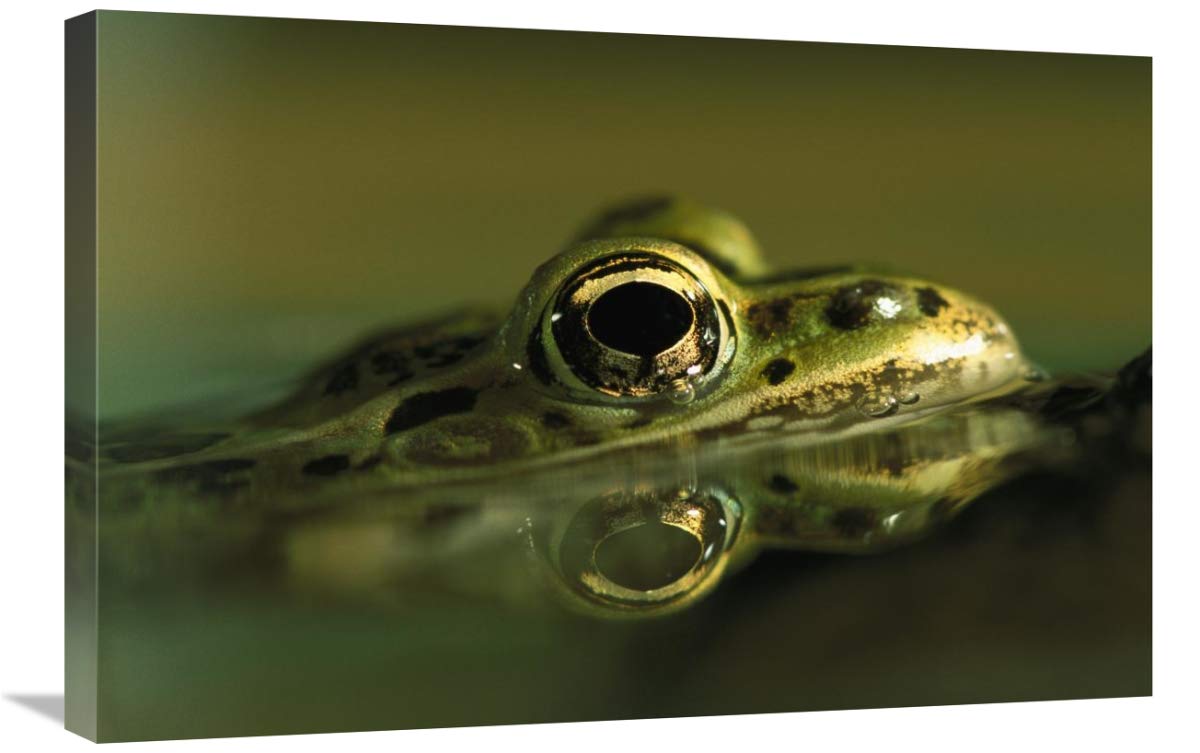 20 x 30 Inch Northern Leopard Frog Art Print - Native North American Wildlife Wall Decor by Heidi & Hans-Juergen Koch - Perfect for Home, Office, or Classroom Nature-Themed Decor