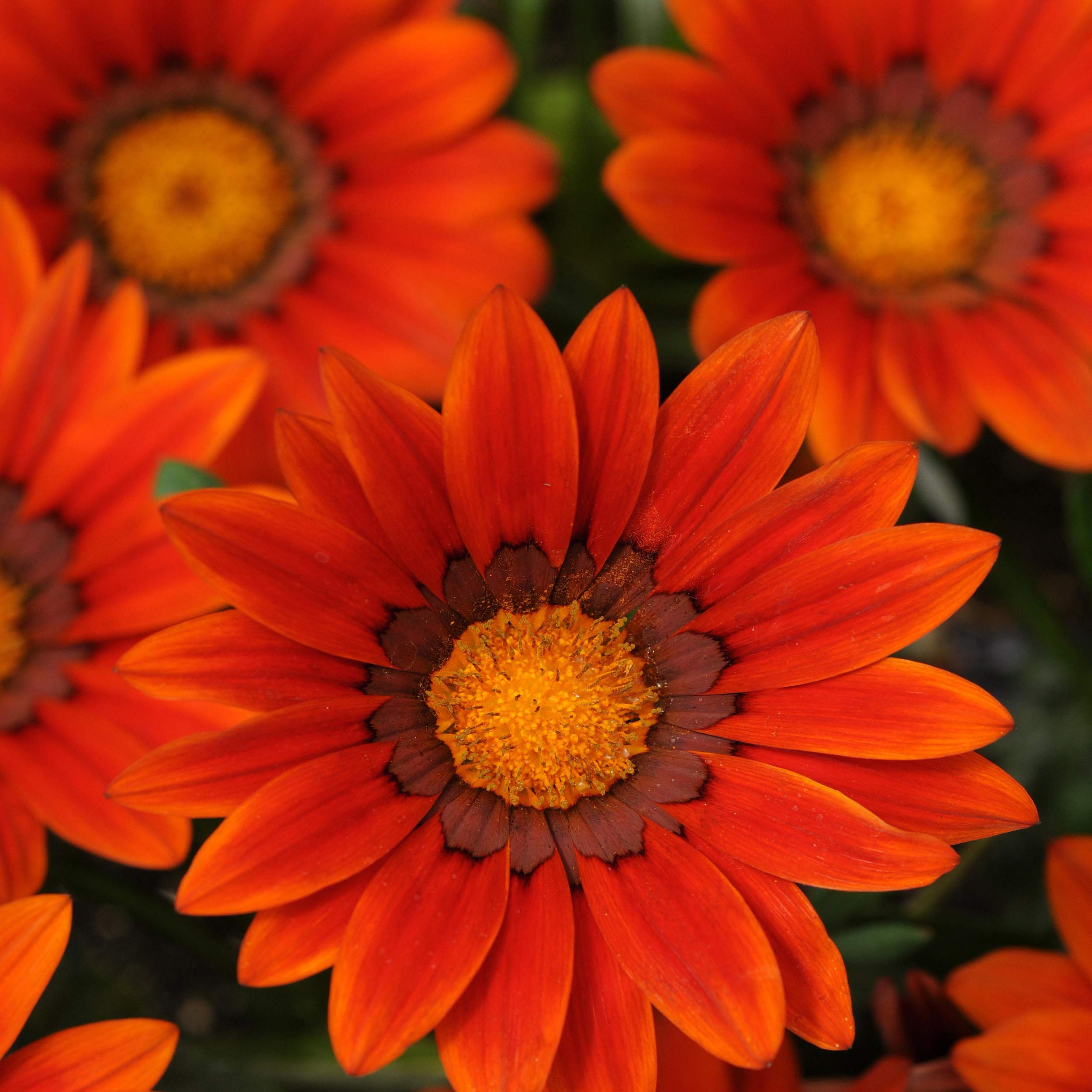 Outsidepride 50 Seeds Perennial Gazania Bronze - Heat & Drought Tolerant Ground Cover Flower Seeds for Planting - Perfect for Rock Gardens, Borders & Xeriscaping Landscapes