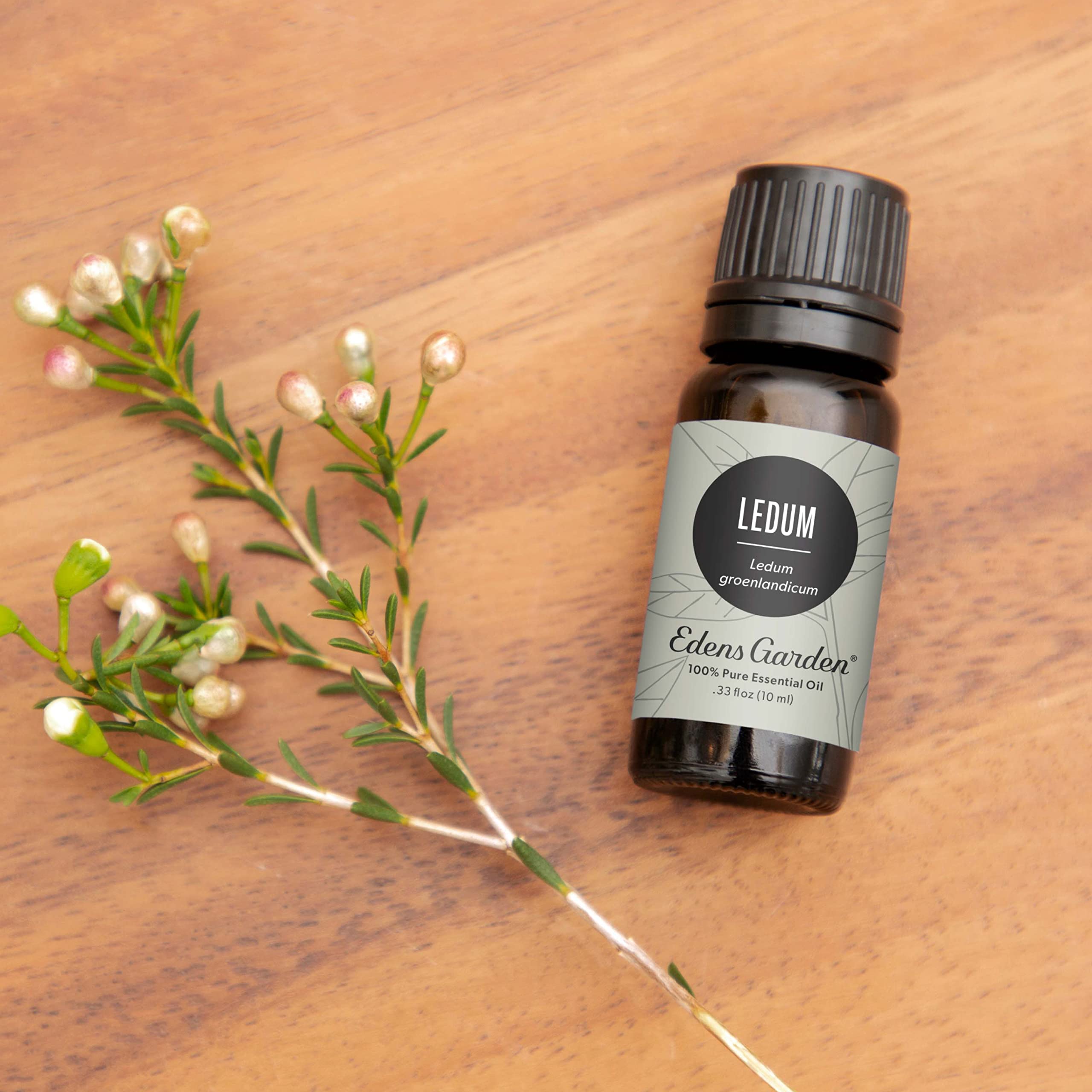 Edens Garden Ledum Essential Oil - 100% Pure Undiluted Therapeutic Grade for Aromatherapy, Diffusers, Skin & Hair Care, Humidifiers - 30ml (1 fl oz) | Natural Relaxation & Wellness Solution for Home Spa, Massage & Stress Relief