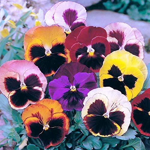 Viola Swiss Mix Pansy Seeds - Non-GMO Biennial Flowers for Outdoor Garden Planting & Cutting | Perfect for Flower Beds, Borders & Container Gardening