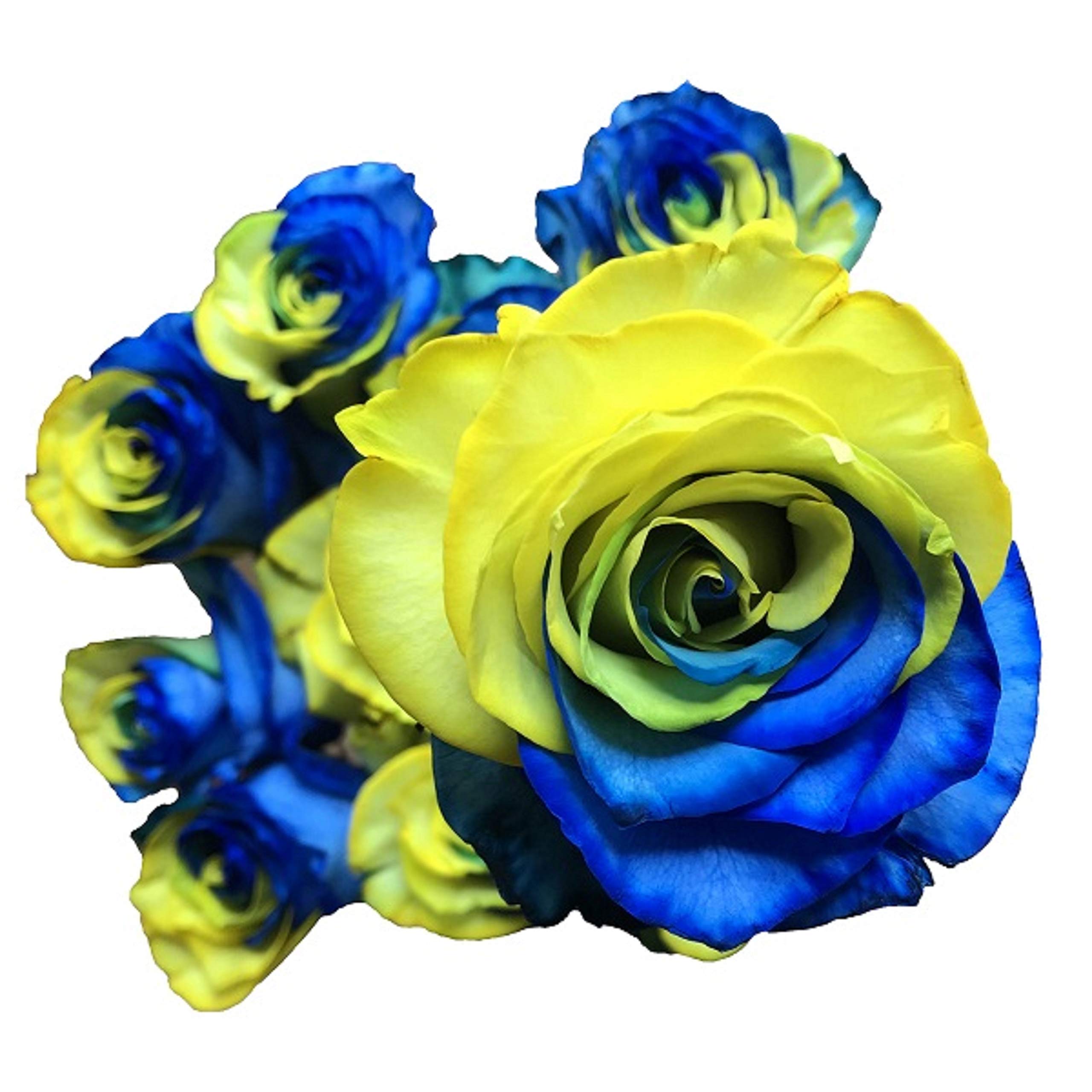 Fresh Cut Tinted Yellow and Blue Roses Bouquet - 24 Stems for Wedding Centerpieces, Anniversary Gifts & Home Decor