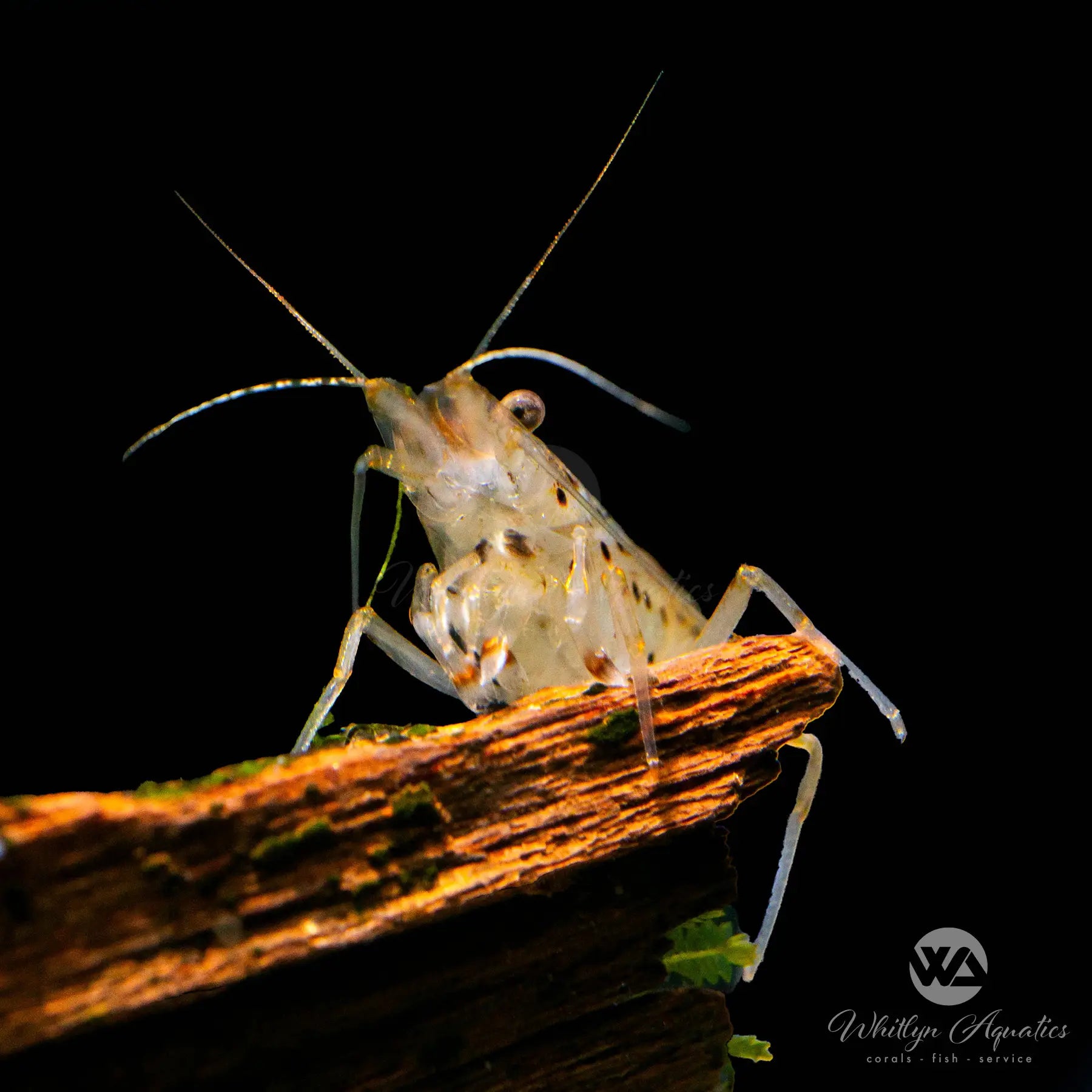 Premium Amano Shrimp (Caridina multidentata) - Algae Eating Freshwater Shrimp for Aquarium Cleaning | Perfect for Planted Tanks & Nano Aquascapes