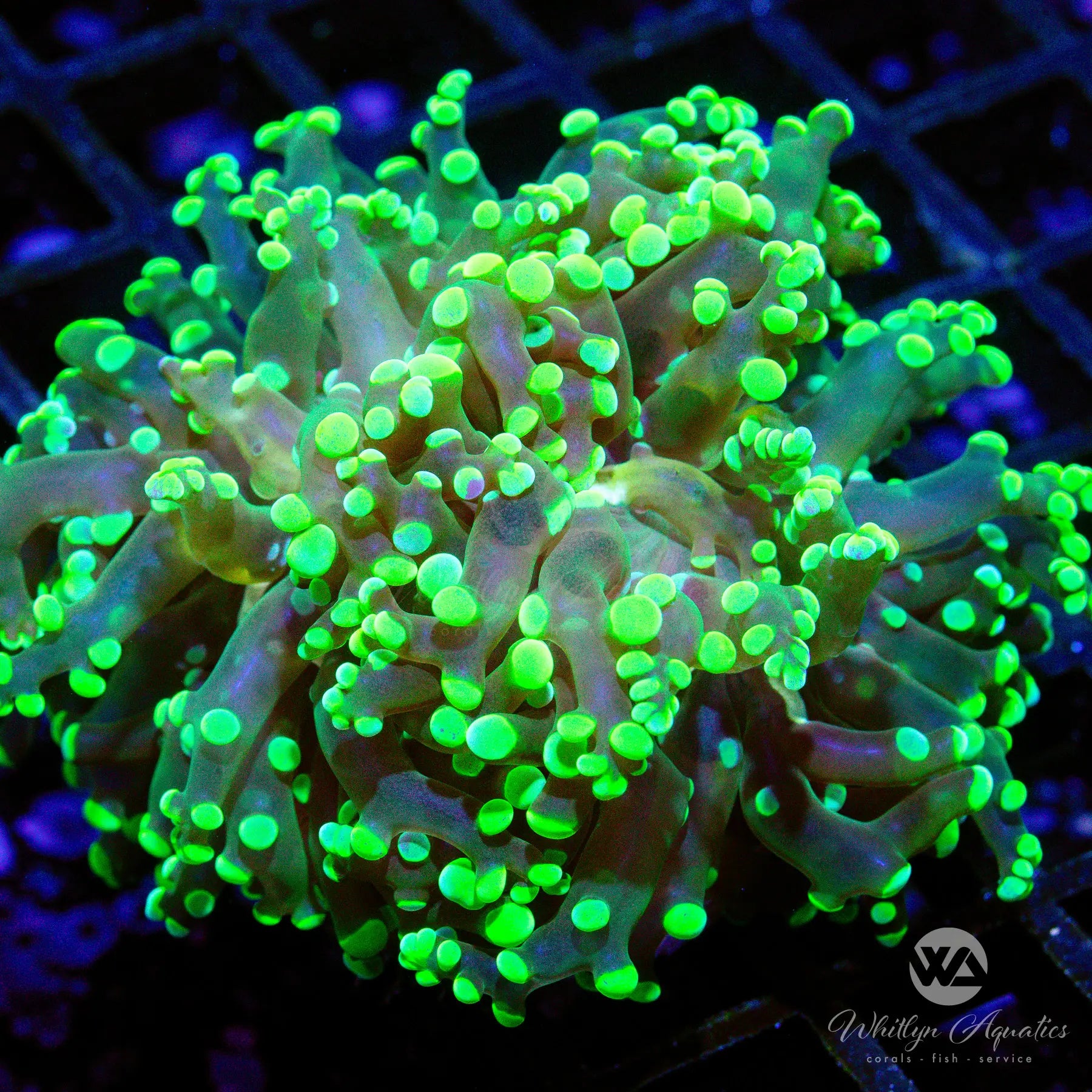 D33 Midas Touch Frogspawn Coral - Premium WYSIWYG LPS Coral for Saltwater Aquariums | Perfect for Reef Tanks & Coral Propagation