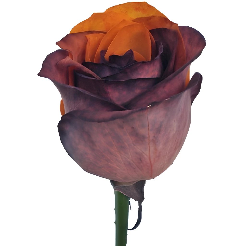 Autumn Orange and Brown Rainbow Roses - Premium Artificial Flowers for Fall Home Decor, Wedding Bouquets, and Seasonal Centerpieces