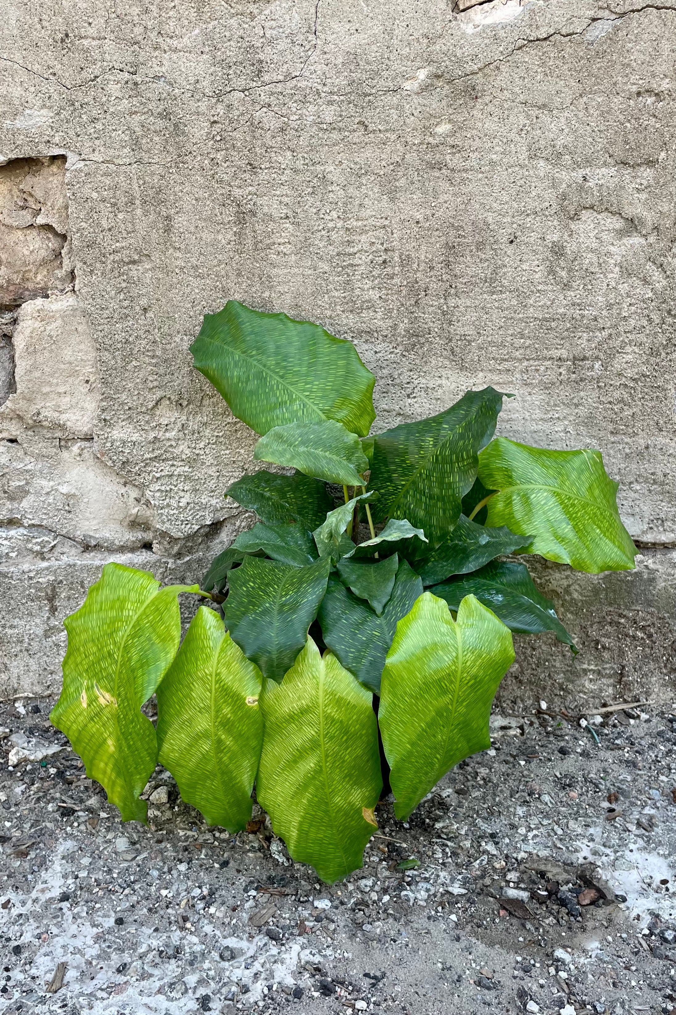 Calathea Musaica Prayer Plant - 6 Inch Live Indoor Houseplant for Home & Office Decor | Perfect for Low Light Spaces, Air Purifying & Gifts