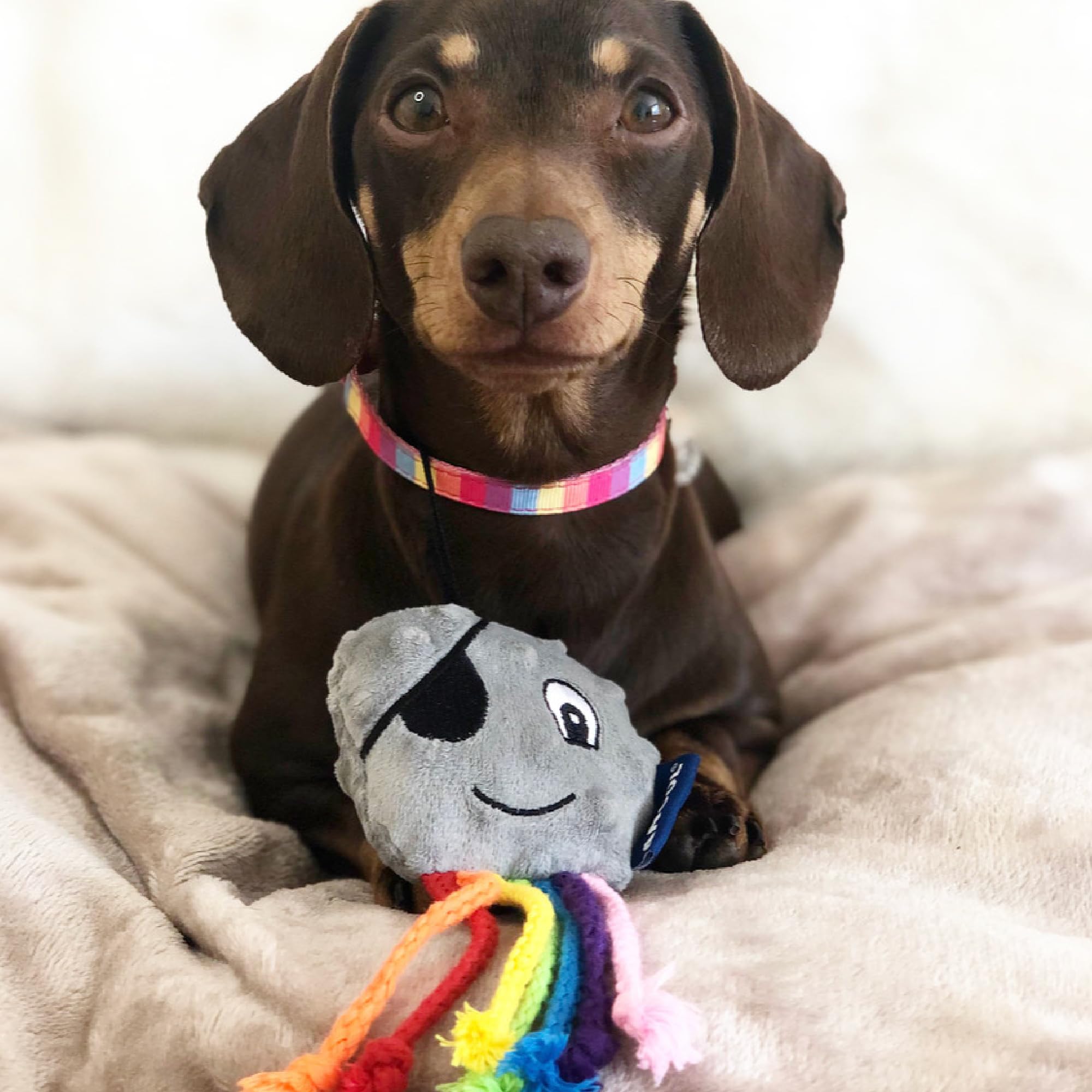 Ancol Small Bite Puppy Toy Octopus - Durable Chew Toy for Teething Puppies, Interactive Dog Toy for Small Breeds - Perfect for Playtime, Training & Anxiety Relief