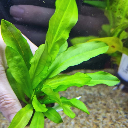 TCulture Echinodorus Martii (Major) Live Aquarium Plant in Pot - Perfect for Freshwater Fish Tanks, Aquascaping & Aquatic Decor