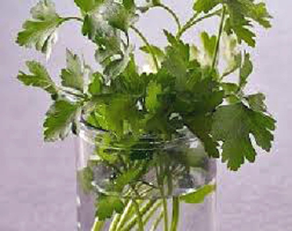Organic Cilantro Slow Bolt Heirloom Seeds - 99+ Non-GMO Herb Seeds for Cooking, Gardening & Fresh Salsa Making - Perfect for Home Gardens, Container Planting & Culinary Use