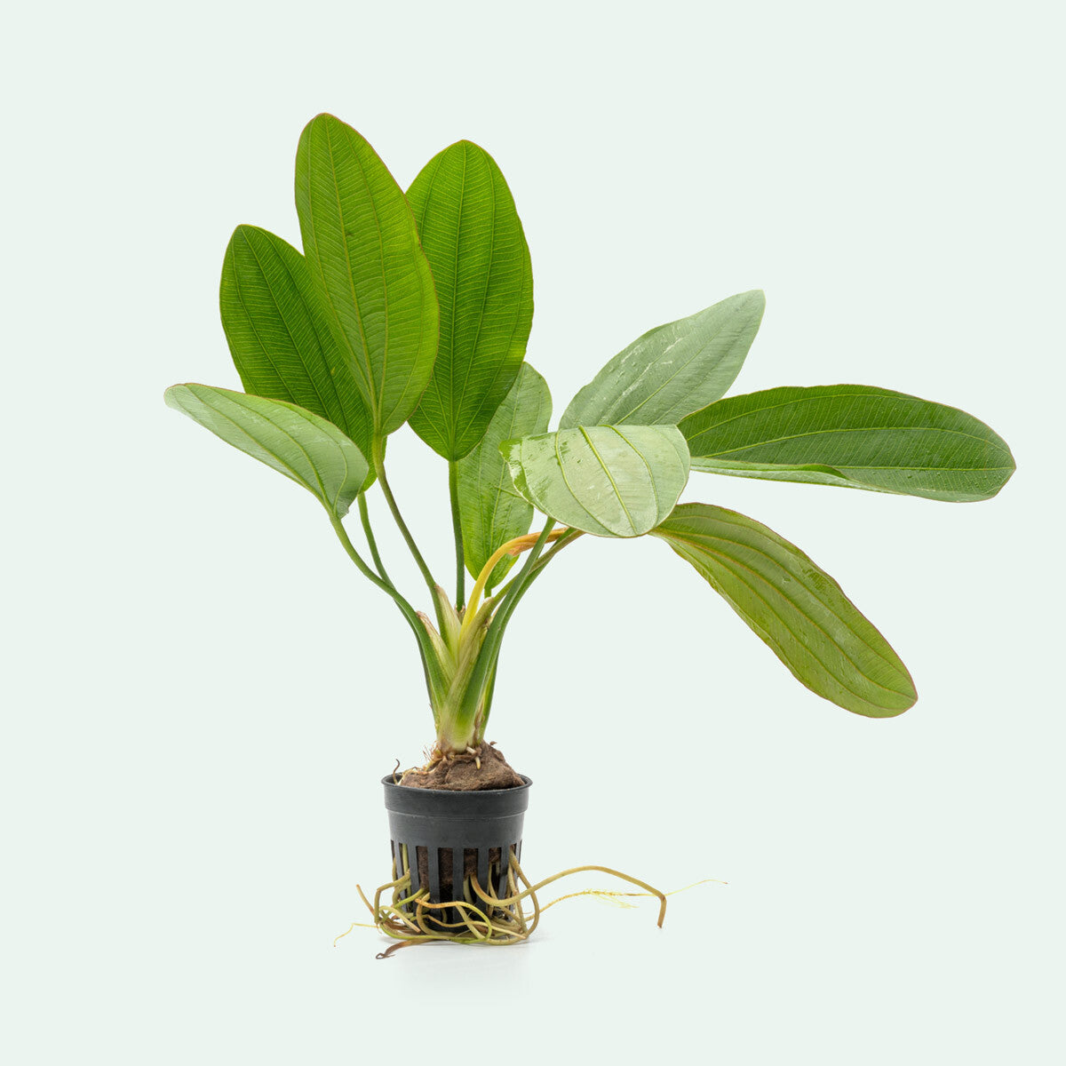 Echinodorus Osiris Rubra - Live Aquarium Plant for Fish Tanks | Easy Care Aquatic Plant for Freshwater Aquariums | Perfect for Aquascaping and Natural Habitat Setup