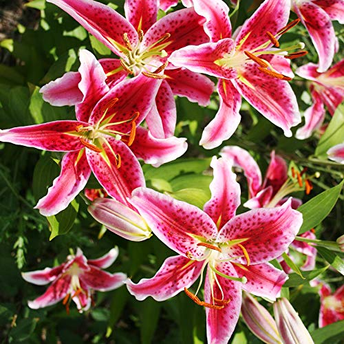 100 Stargazer Lily Bulbs - Fragrant Perennial Flower Bulbs for Gardens & Containers - Attracts Butterflies & Hummingbirds - Perfect for Cut Flowers, Wedding Bouquets & Home Decor