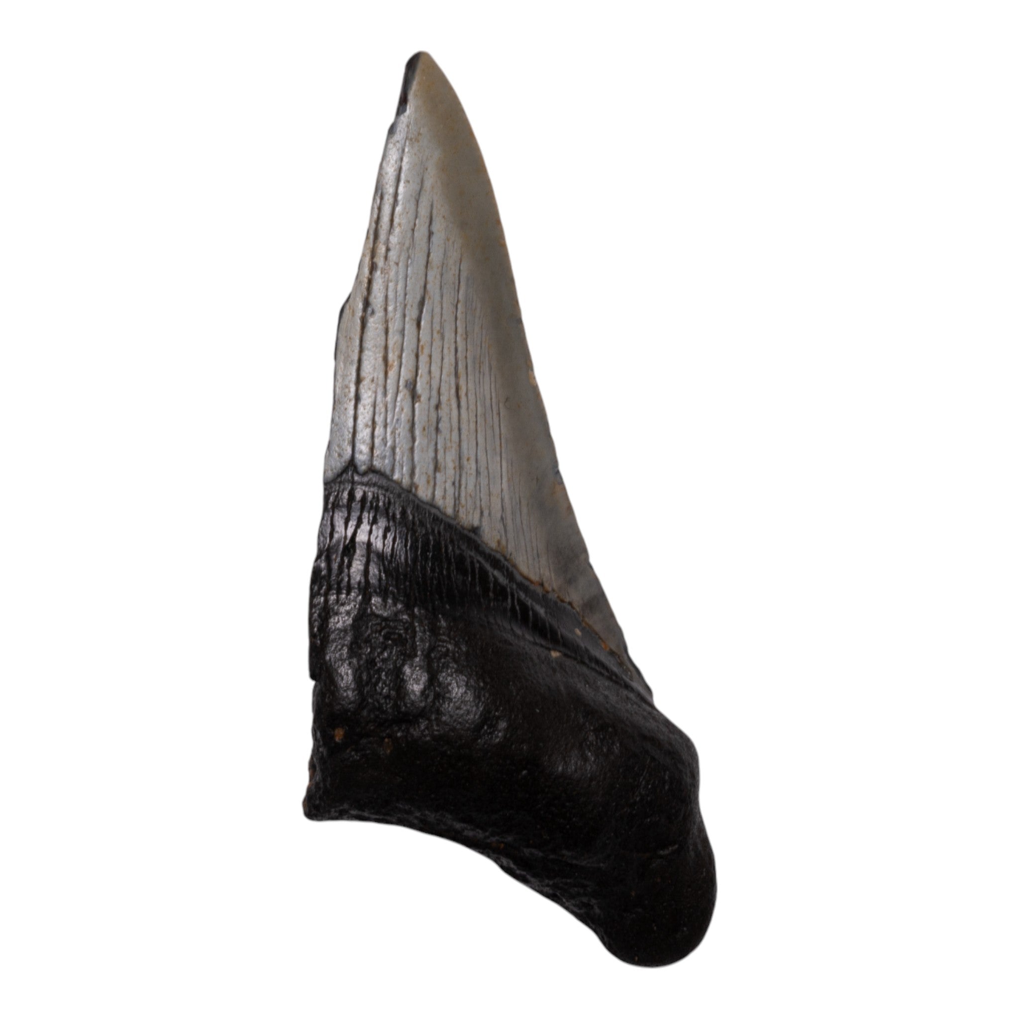 Authentic Megalodon Shark Tooth Fossil - Half Size - Perfect for Collectors, Jewelry Making & Educational Displays