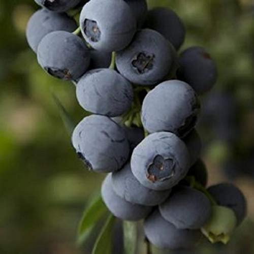 Blueberry Plant Vaccinium 