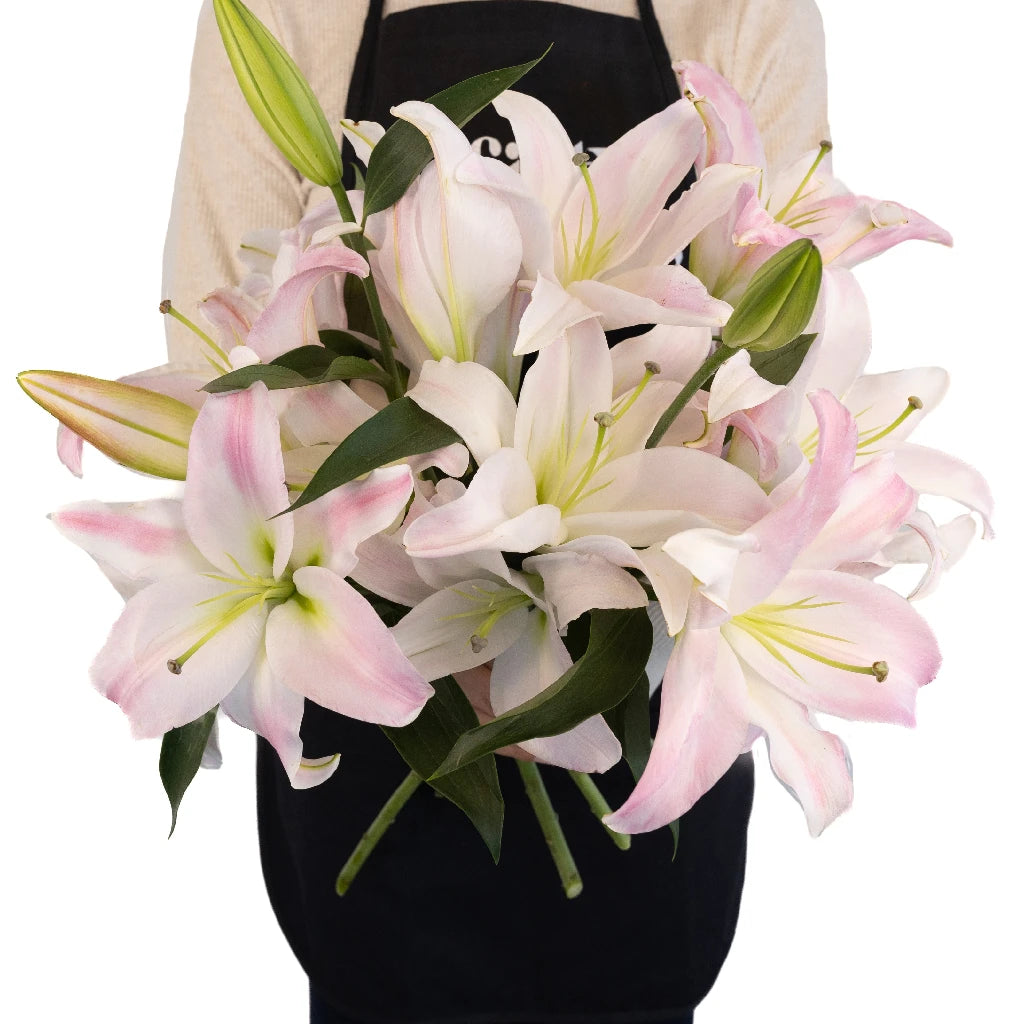 Blush Oriental Lily Bulbs - Fragrant Pink Flowers for Garden Planting, Wedding Bouquets & Home Decor