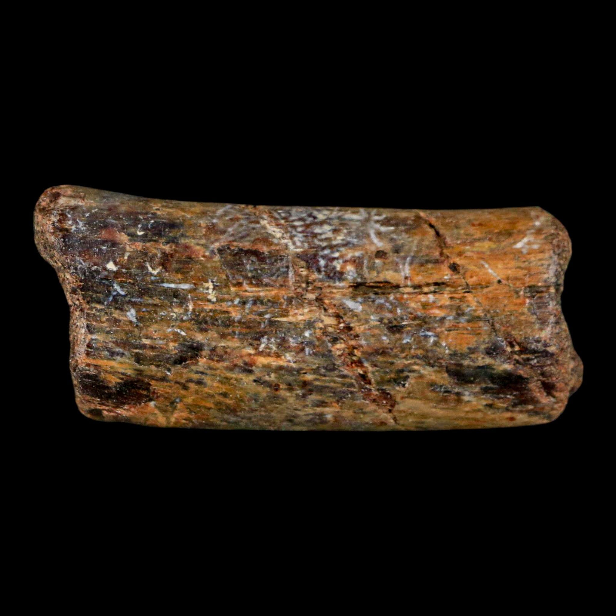 2 Authentic Mosasaur Fossil Rib Section - Cretaceous Dinosaur Era Fossil from Texas Ozan Formation with COA | Rare Prehistoric Marine Reptile Specimen for Fossil Collectors, Museum Displays & Educational Purposes
