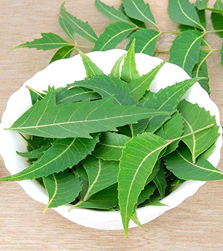 100% Pure Neem Powder for Hair & Skin Care - Organic, Chemical-Free Face Cleanser & Scalp Treatment (200g) | Promotes Healthy Hair Growth & Clear Skin - Perfect for DIY Beauty & Ayurvedic Remedies