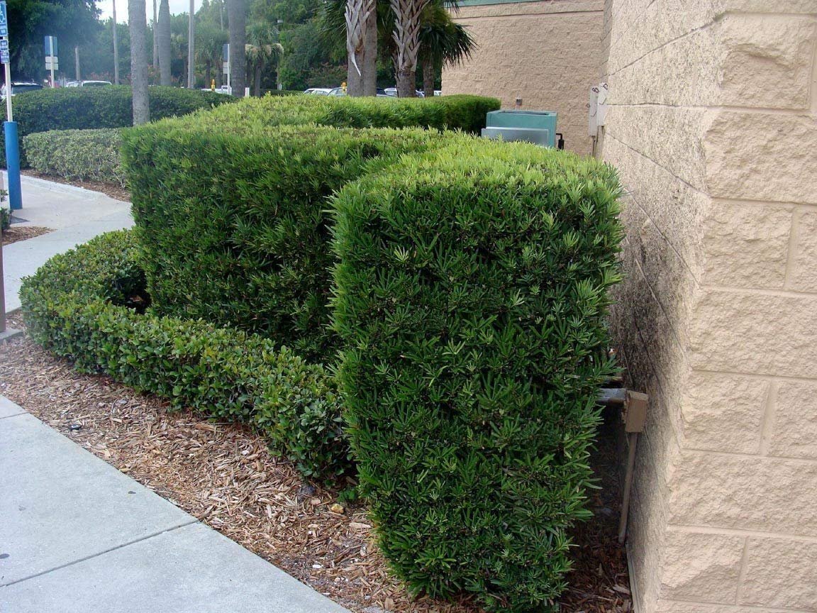 Podocarpus Macrophyllus Japanese Yew - 60 Live Plants in 2 Inch Pots - Evergreen Privacy Hedge for Landscaping, Garden Borders & Outdoor Screening