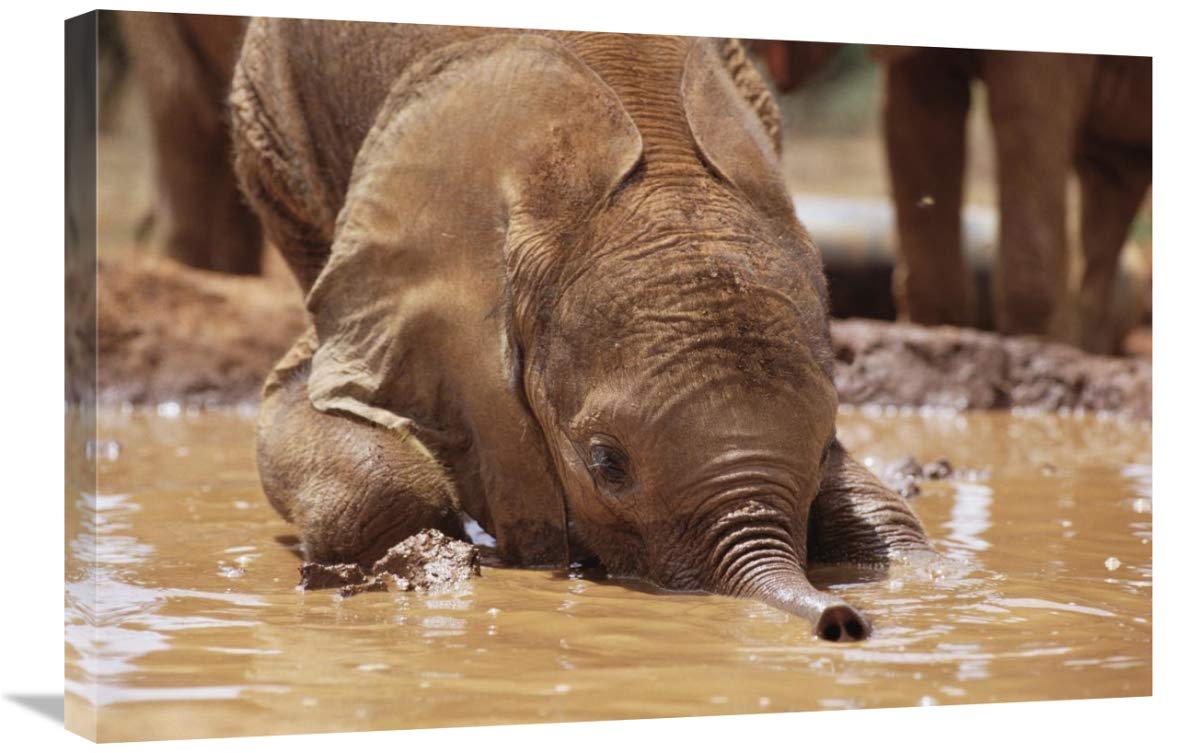 20 x 30 Inch Orphaned Baby Elephant Playing in Mud Bath Art Print - Tsavo East National Park Kenya Wildlife Photography by Gerry Ellis - Perfect for Home Decor, Office Wall Art & Safari Theme Gifts
