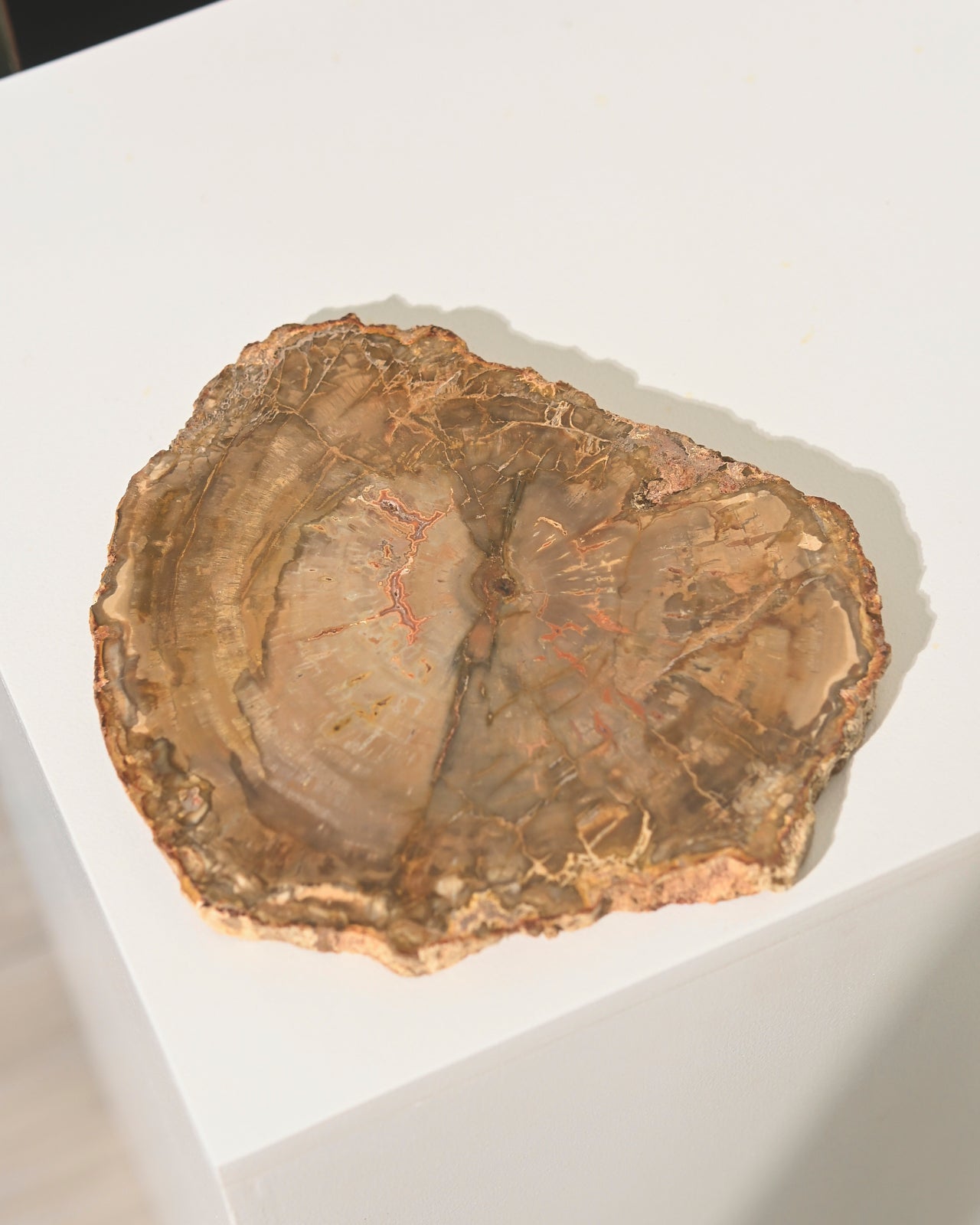 Natural Petrified Wood Slab - 6 Inch Polished Fossil Stone for Home Decor, Office Display, and Unique Gift Idea - Perfect for Coffee Tables, Bookshelves, and Meditation Spaces