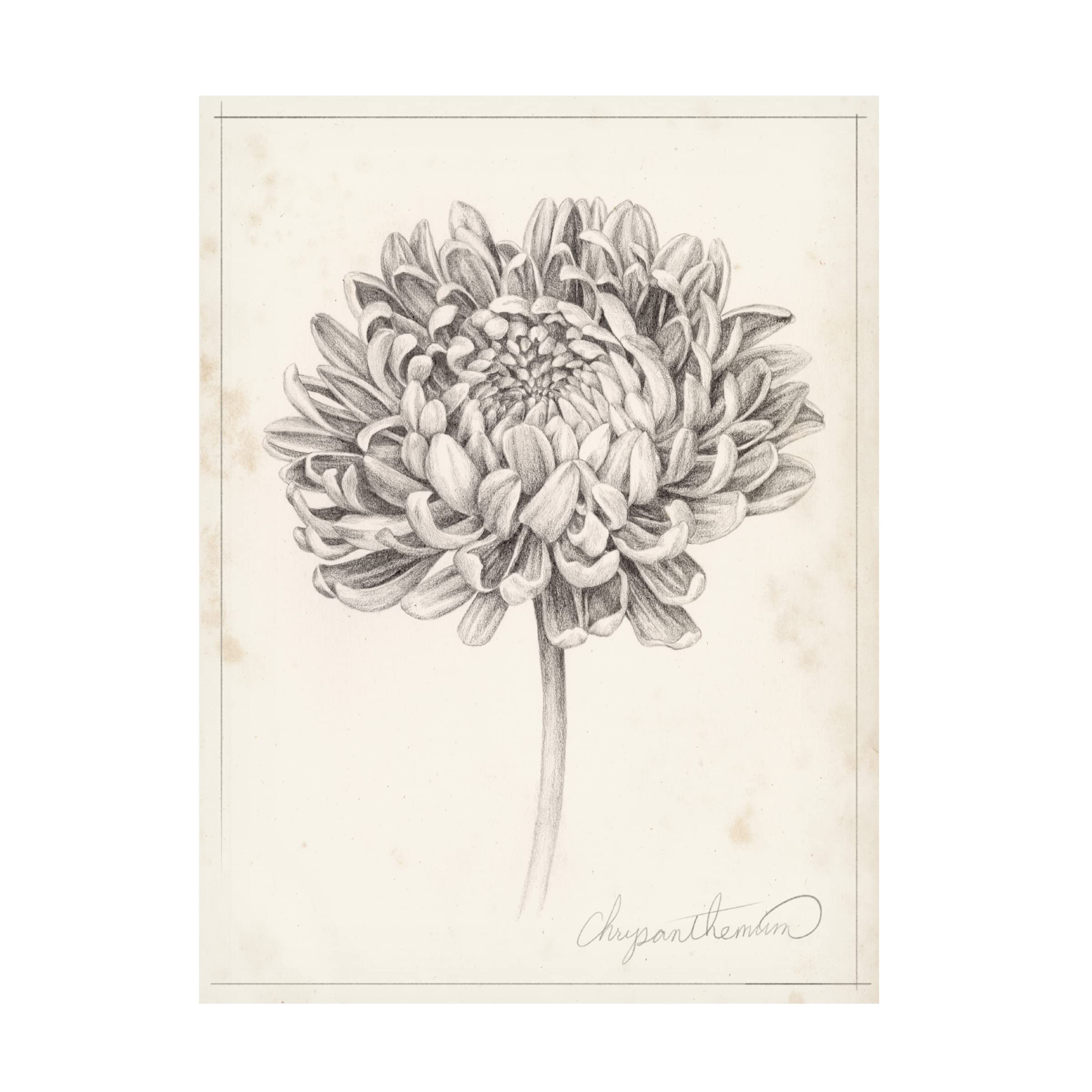 Grace Popp Graphite Chrysanthemum Study II Canvas Wall Art Print - Modern Floral Home Decor for Living Room, Bedroom & Office