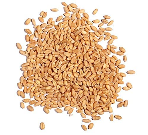 Organic Whole Barley Seeds for Juicing, Malt Brewing & Beer Making - All Natural, Non-GMO, 25lb Bulk - Perfect for Home Brewing, Healthy Juices & Sprouting